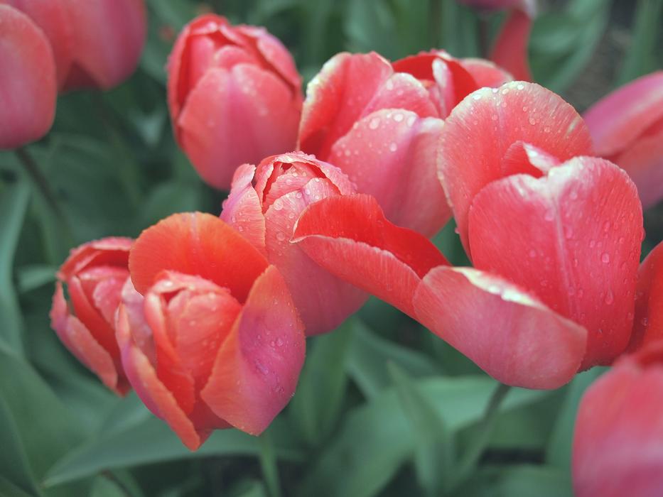 Pink Red Tulips Flowers free image download