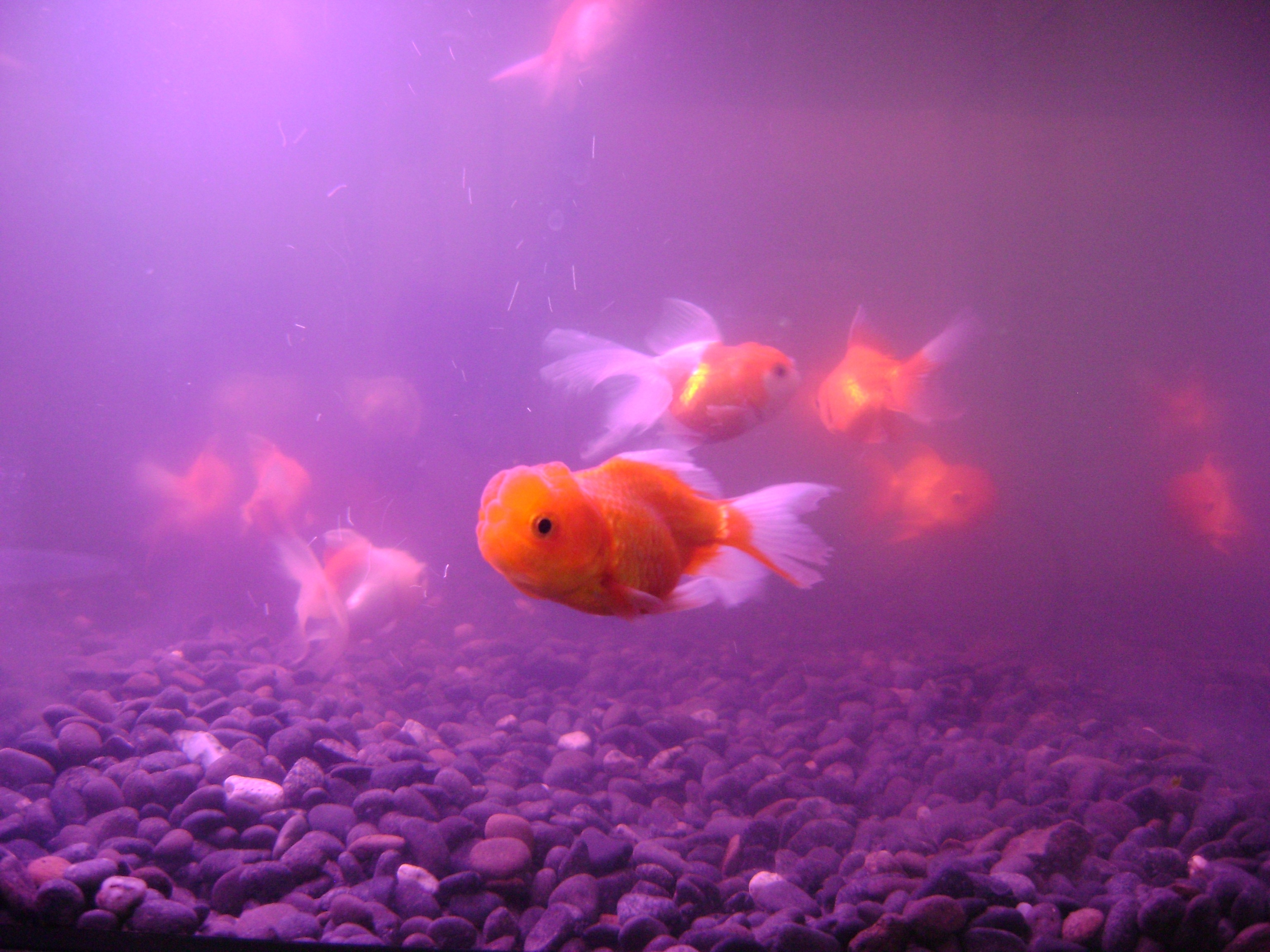 Flying Fish free image download