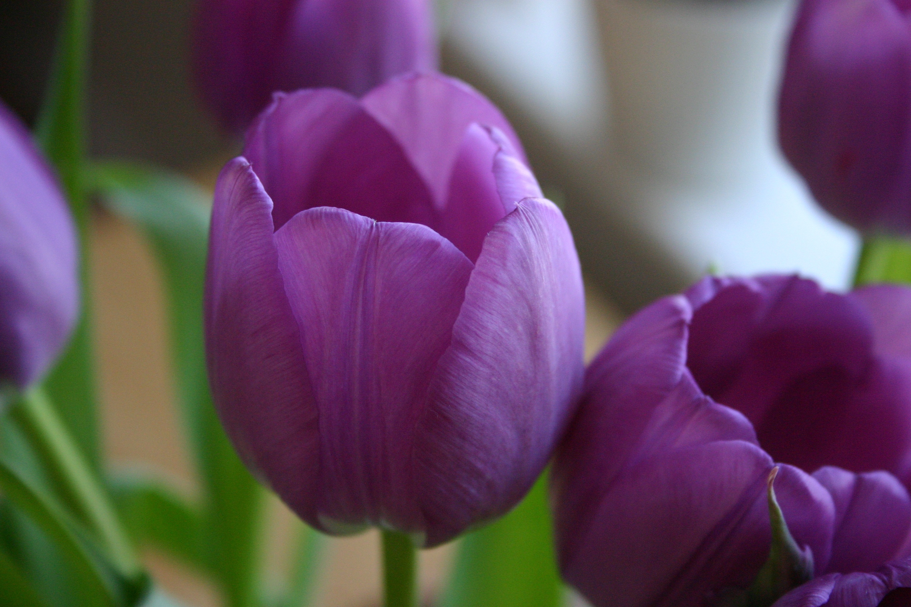 Tulip Flower Purple free image download