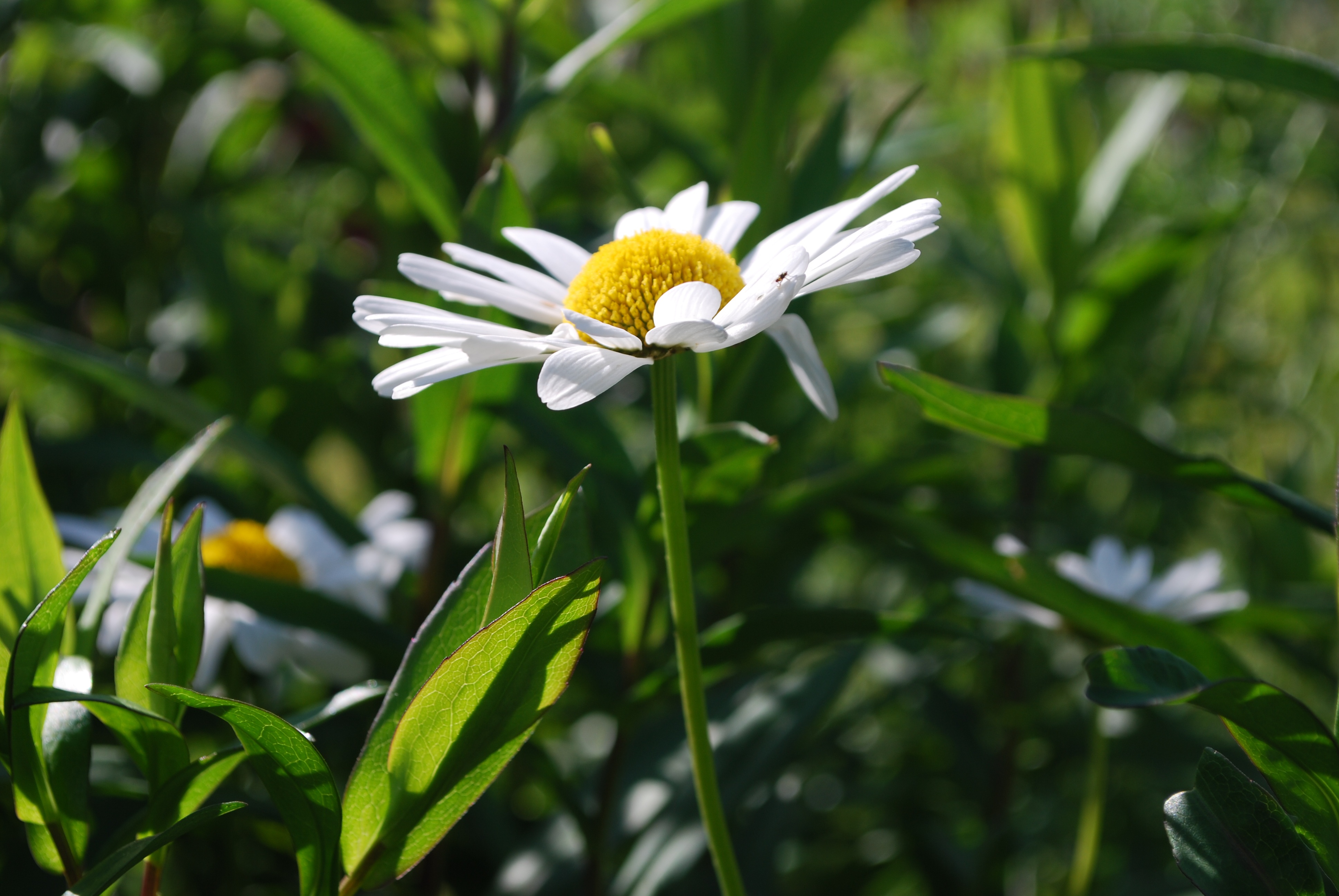Daisy White Flowers in grass free image download