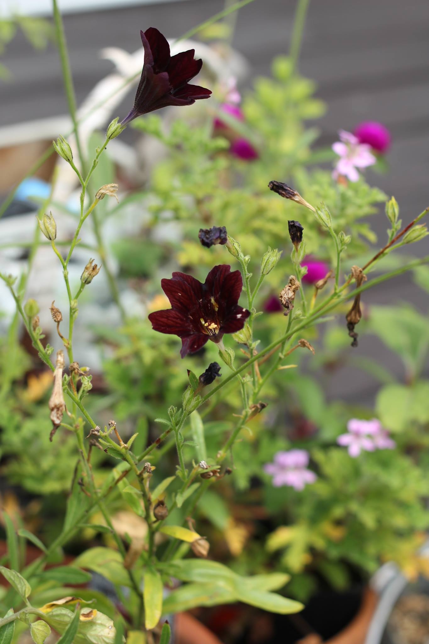 Flowers Dark free image download