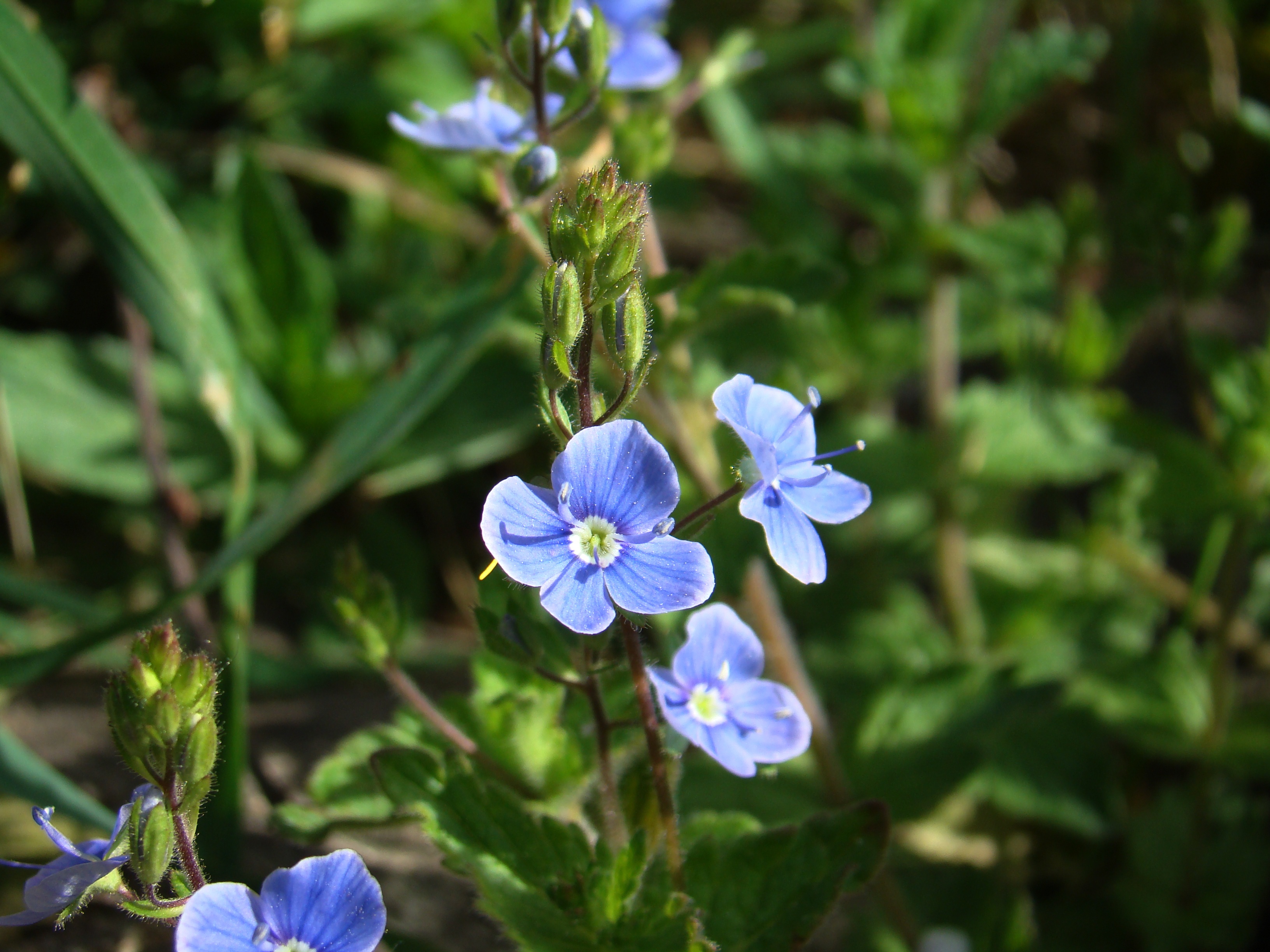 Veronica Flower Bed free image download