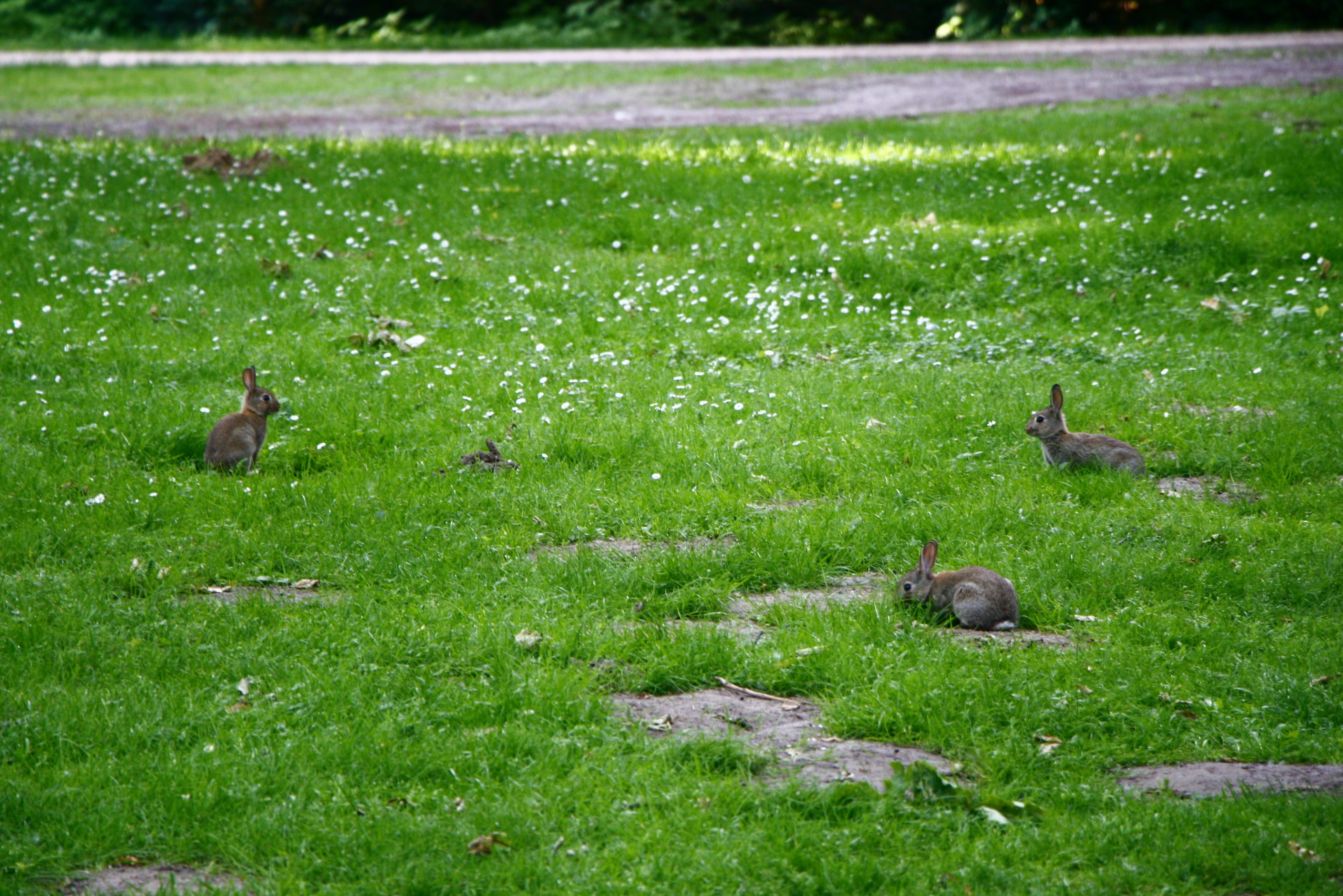 Rabbits on Grass free image download
