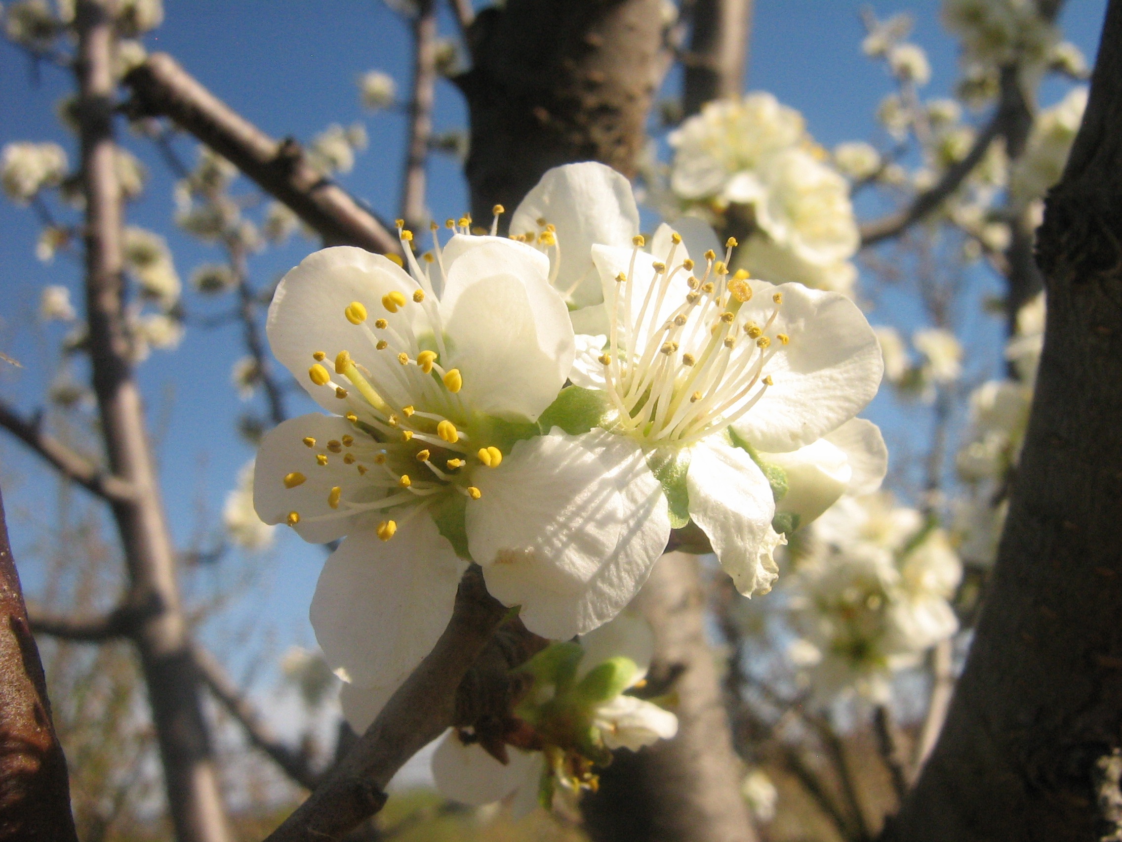 Closeup of the beautiful, white, yellow and green flowers on the