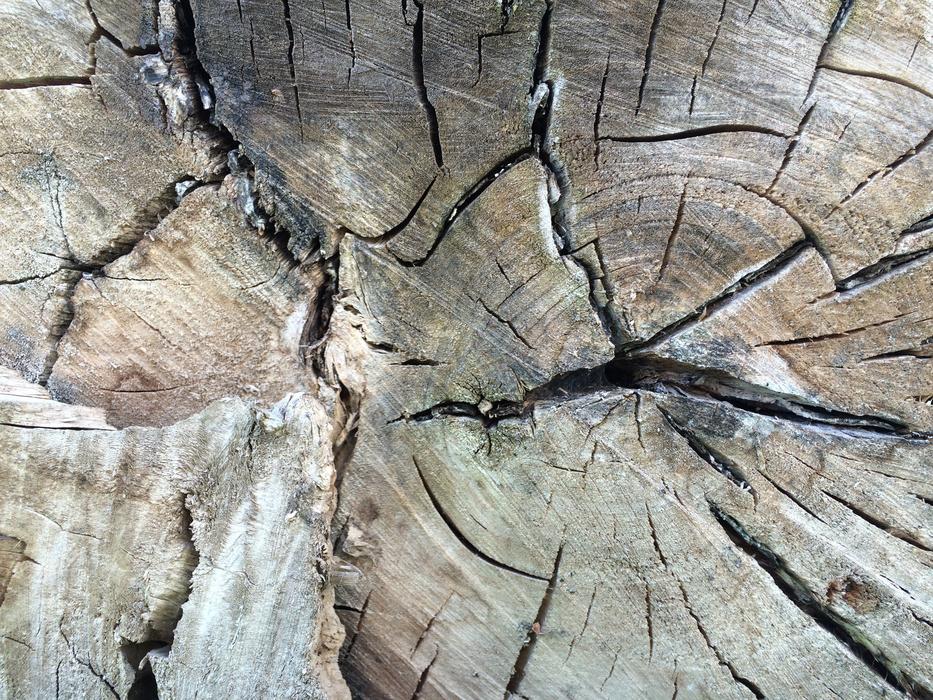Wood Structure Grain Tree free image download