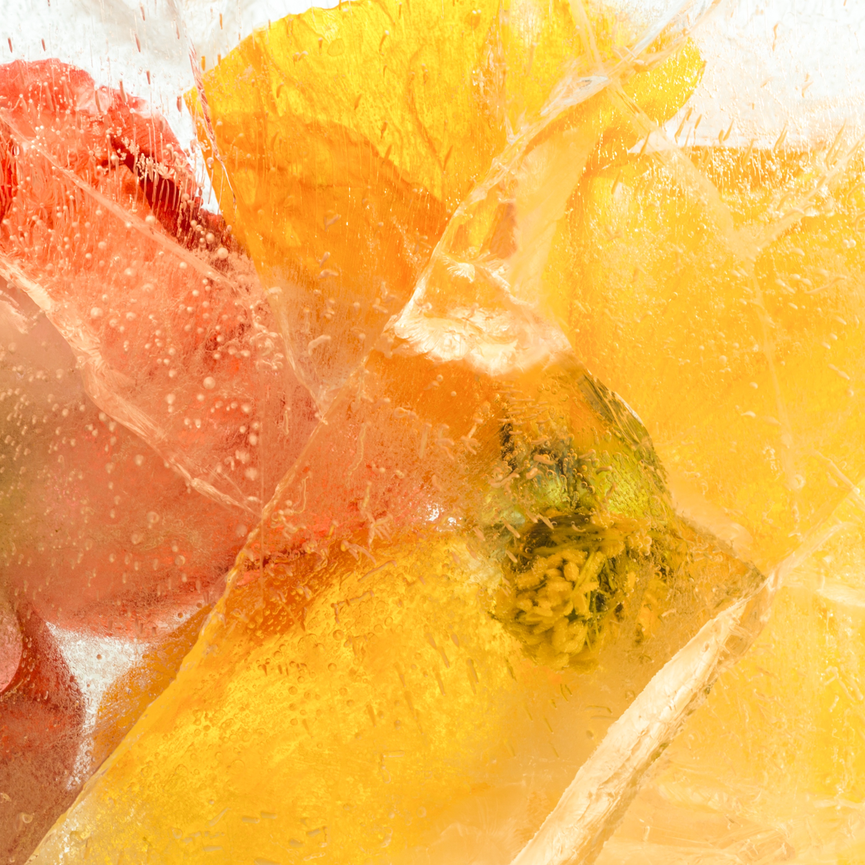 Flowers Frozen Petals free image download