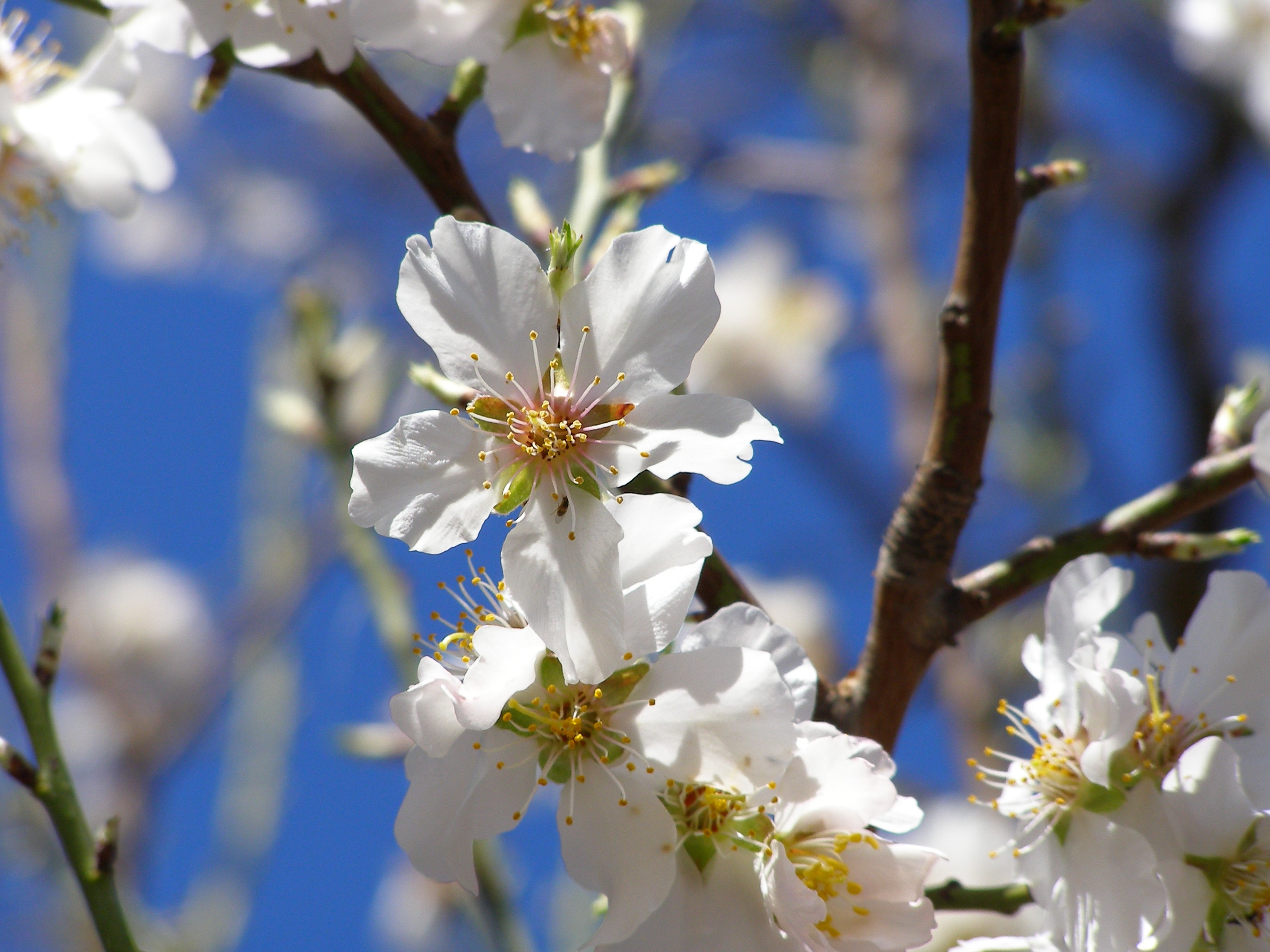 Almond Tree Flower free image download