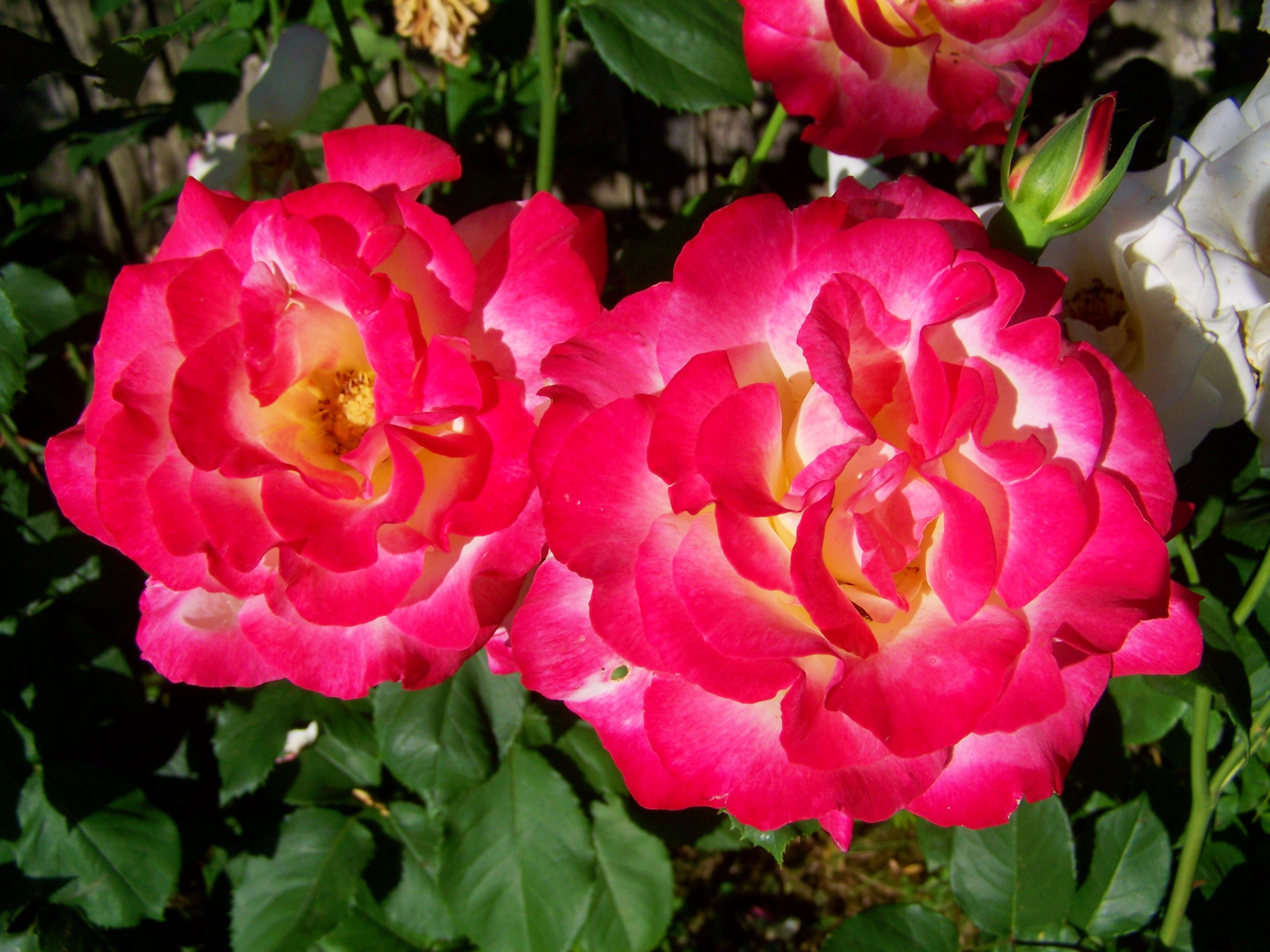 Pink Rose Flower Garden Summer free image download
