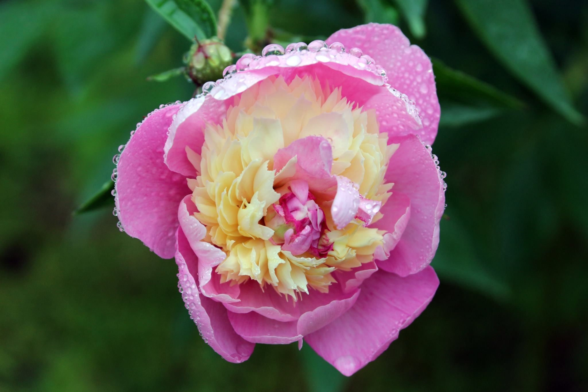 Flowers Korean Flower Summer free image download