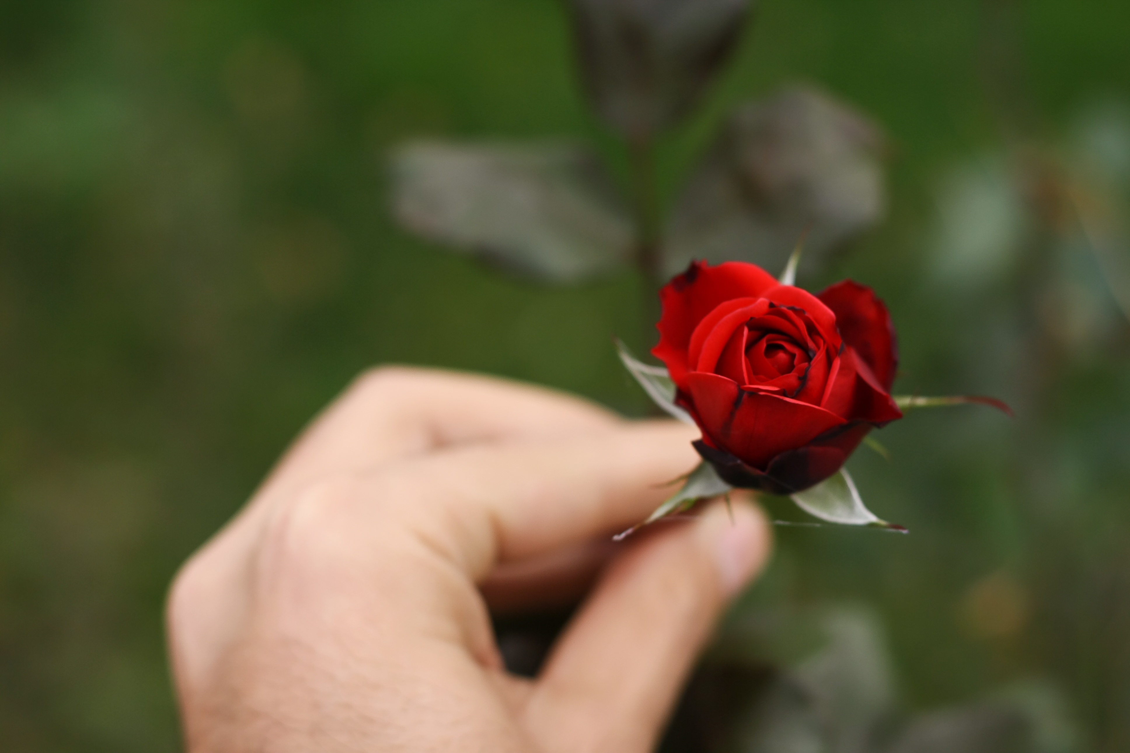 Flower red Rose in Hand free image download