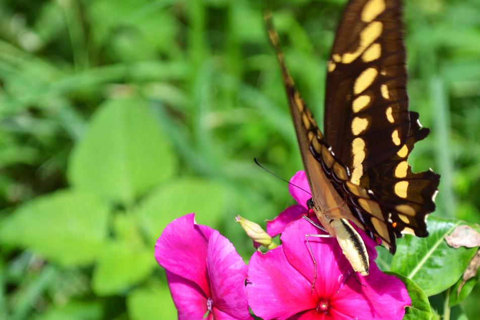 Butterfly Flower free image download