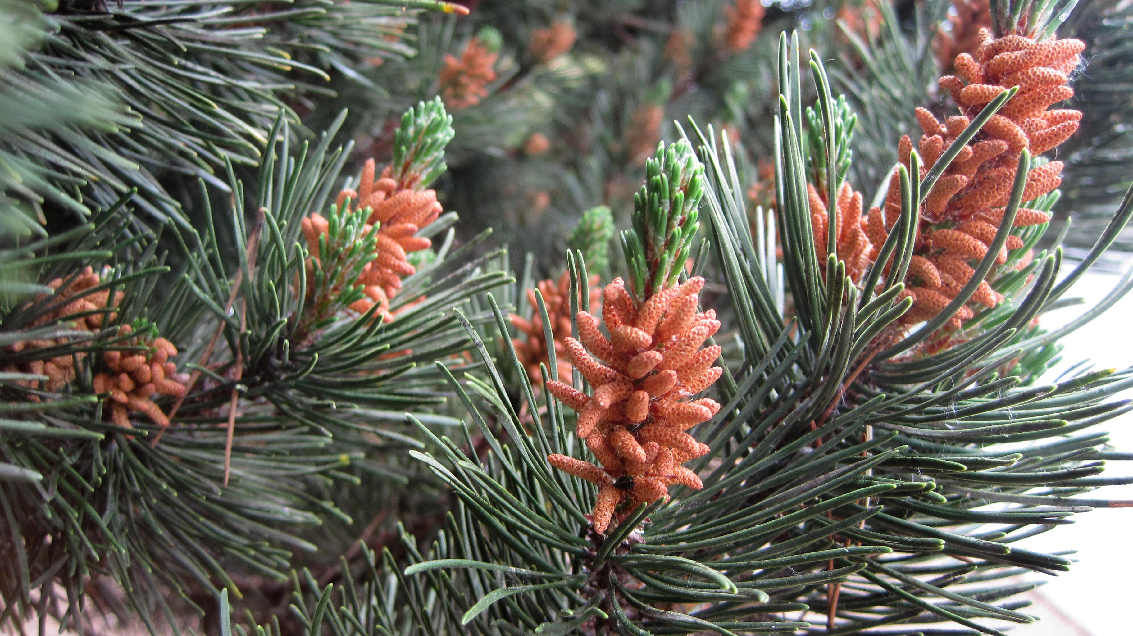 Pine Pollen Tree free image download