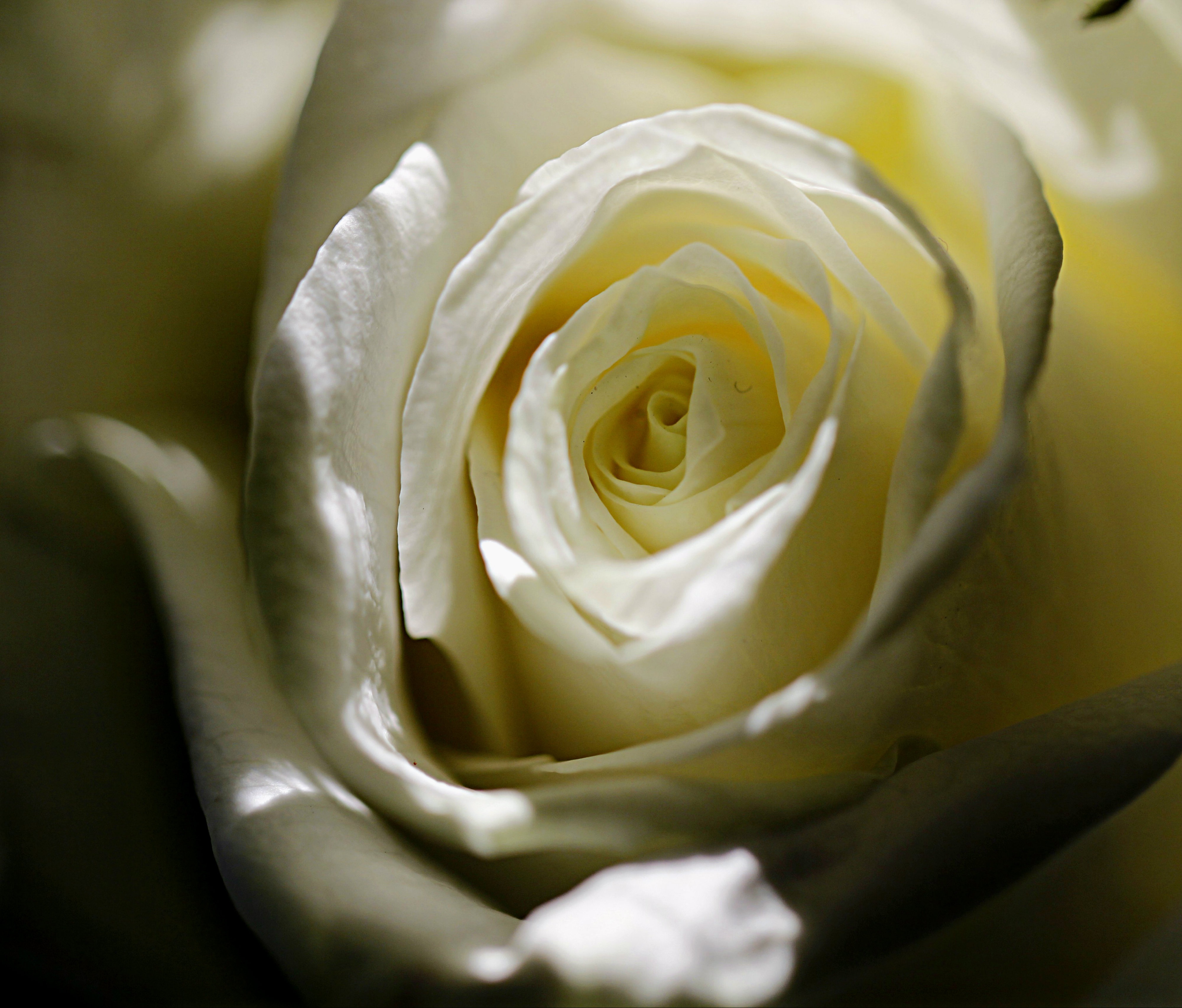White Rose Petals free image download