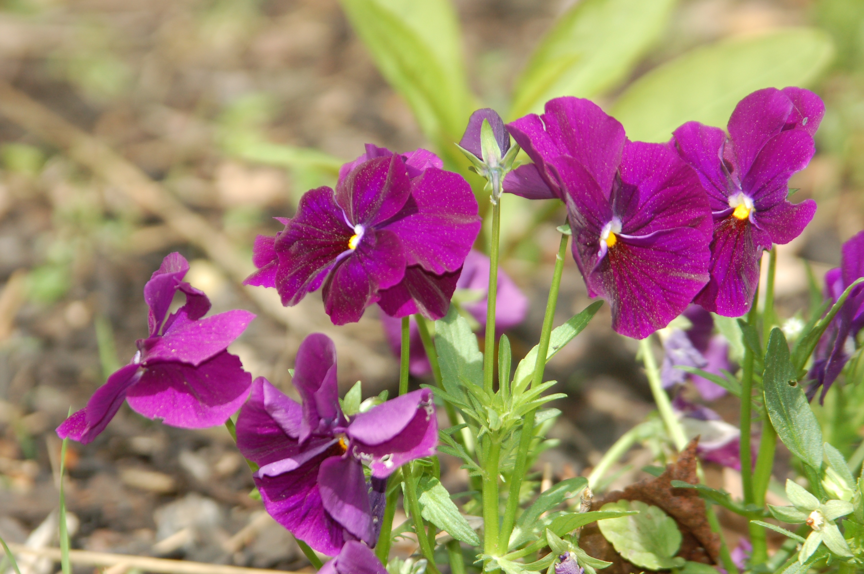 Pansy Flowers Spring free image download
