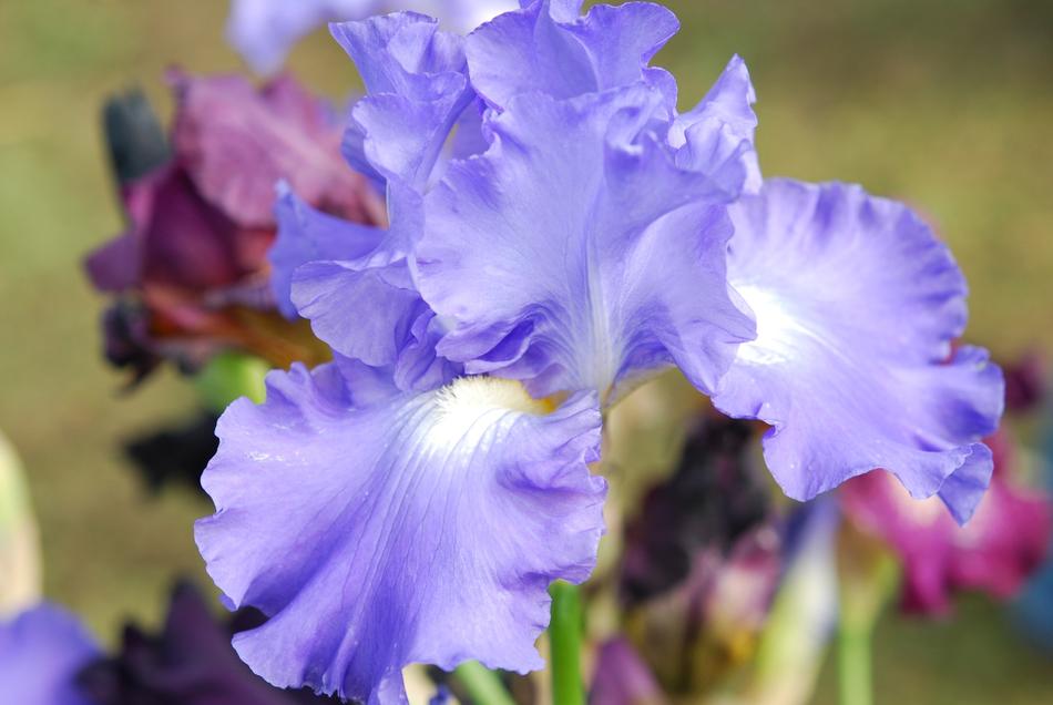 Blue Iris Flowers closeup free image download