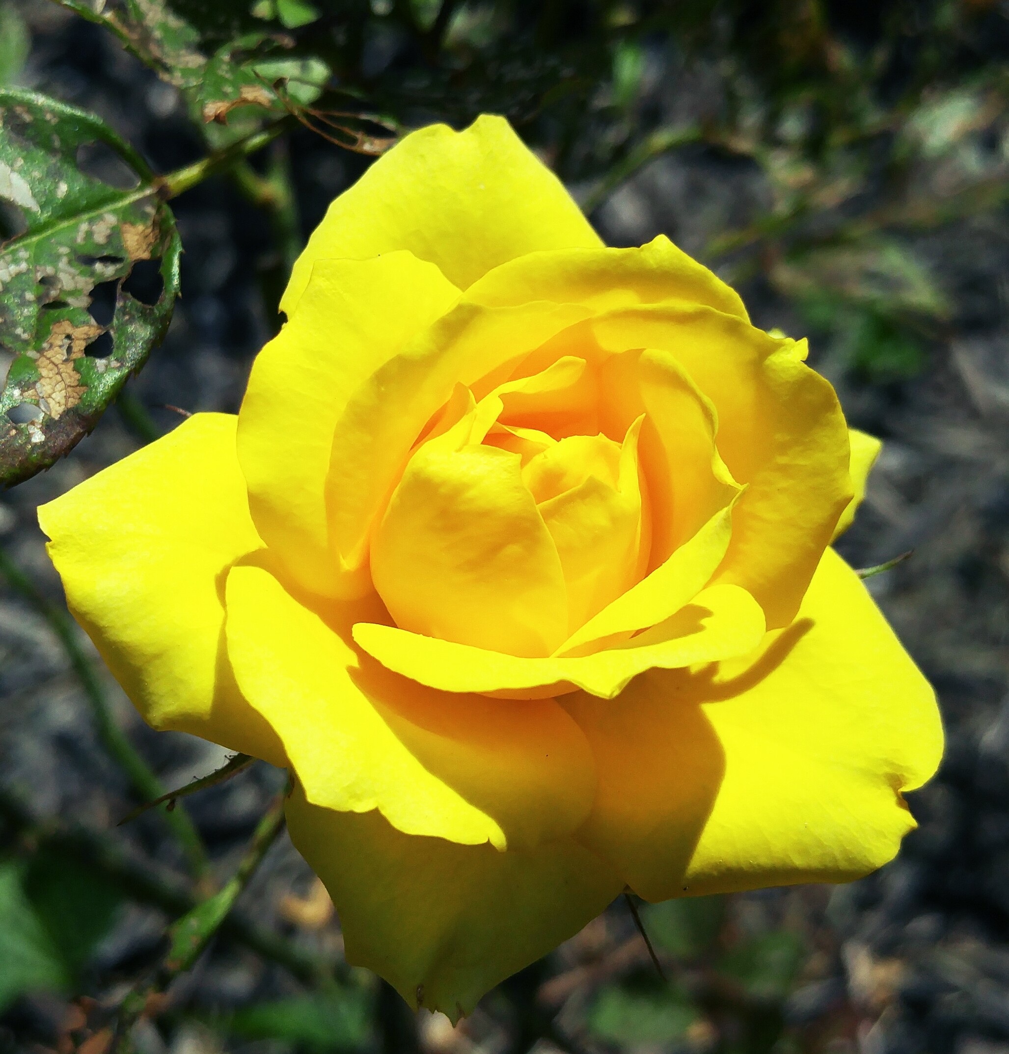 Yellow Mini Rose Ohio flower free image download