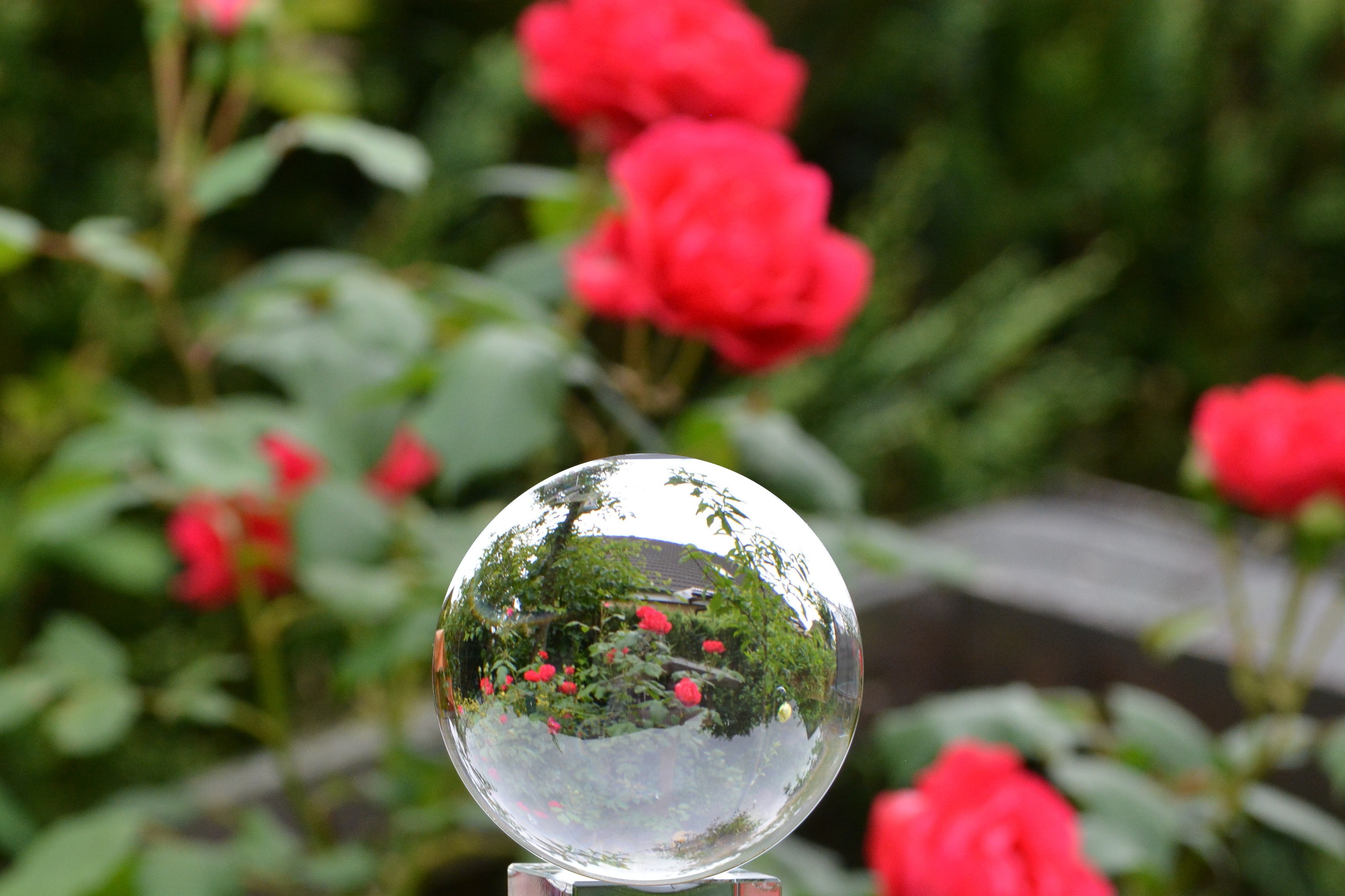Rose Glass Ball In free image download
