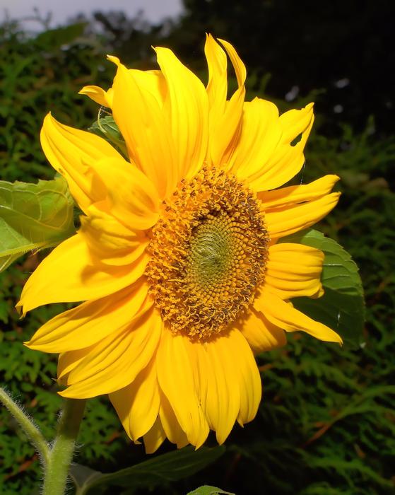 Yellow sunFlower Blossom Bloom free image download