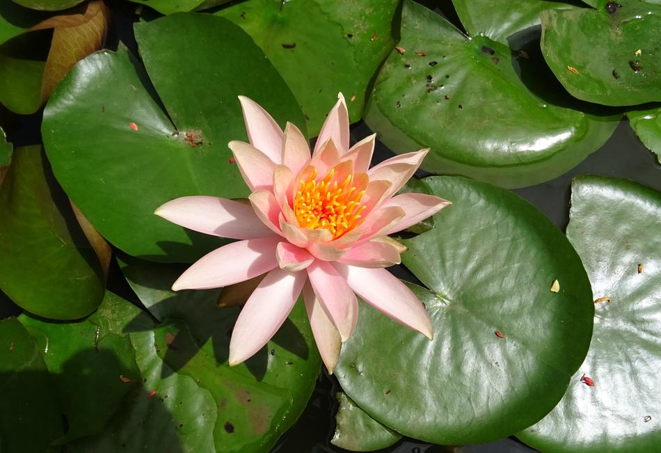 Pink Flower Water Lily Nymphaea free image download