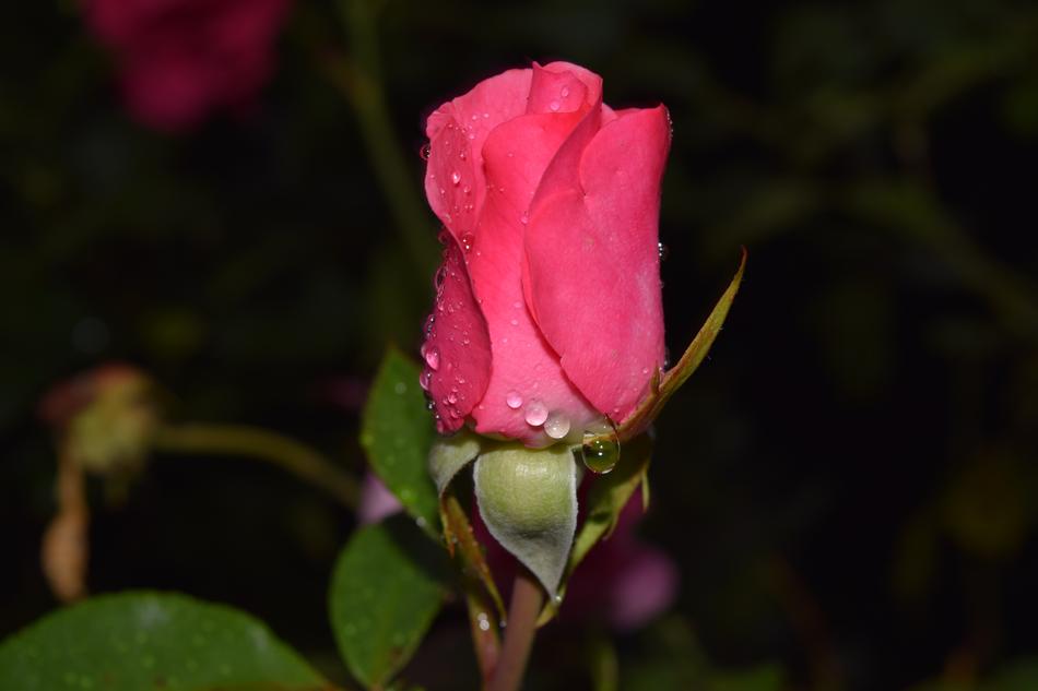 Rose Blossom Bloom Close free image download