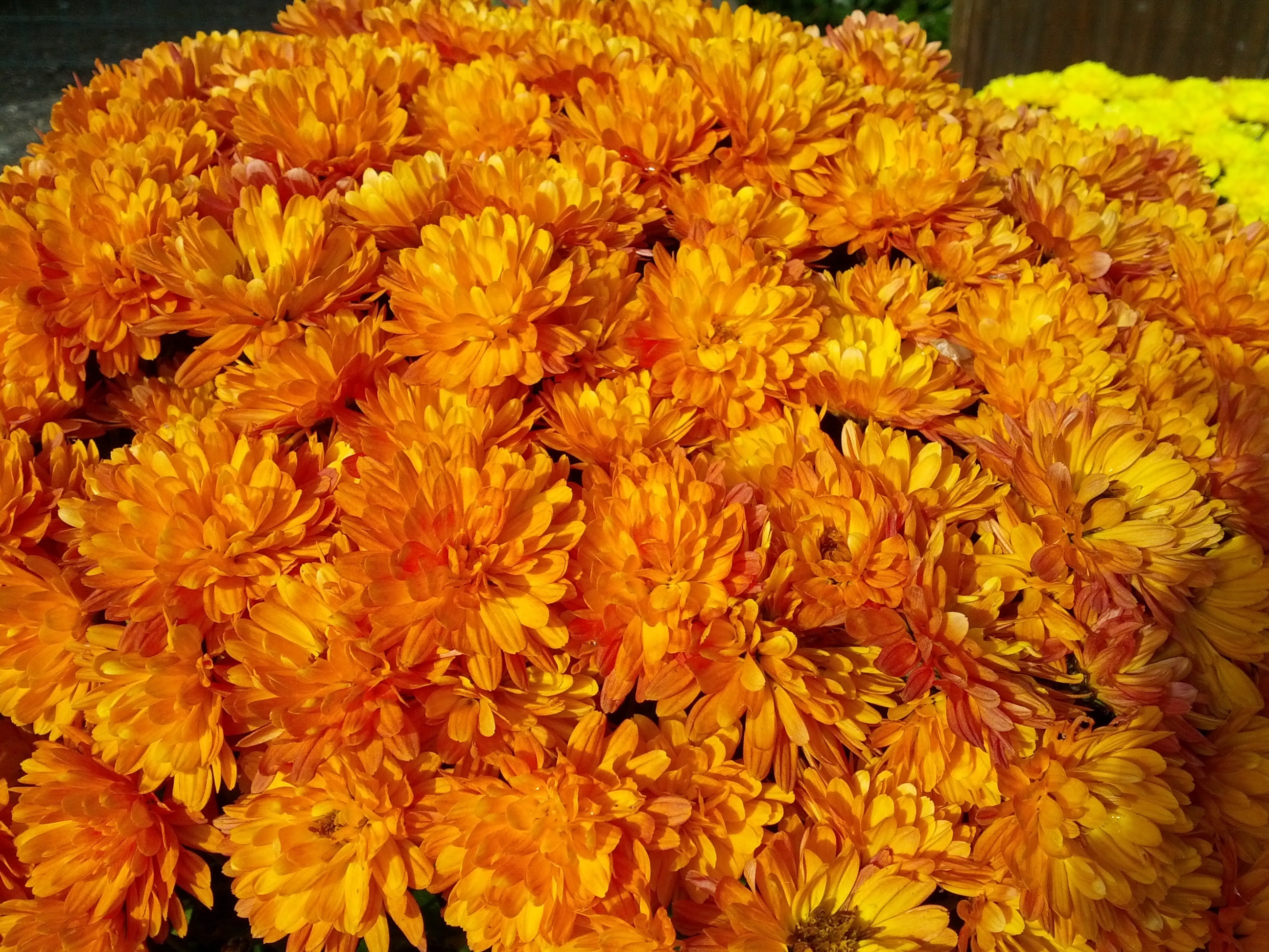 Chrysanthemum Flowers free image download