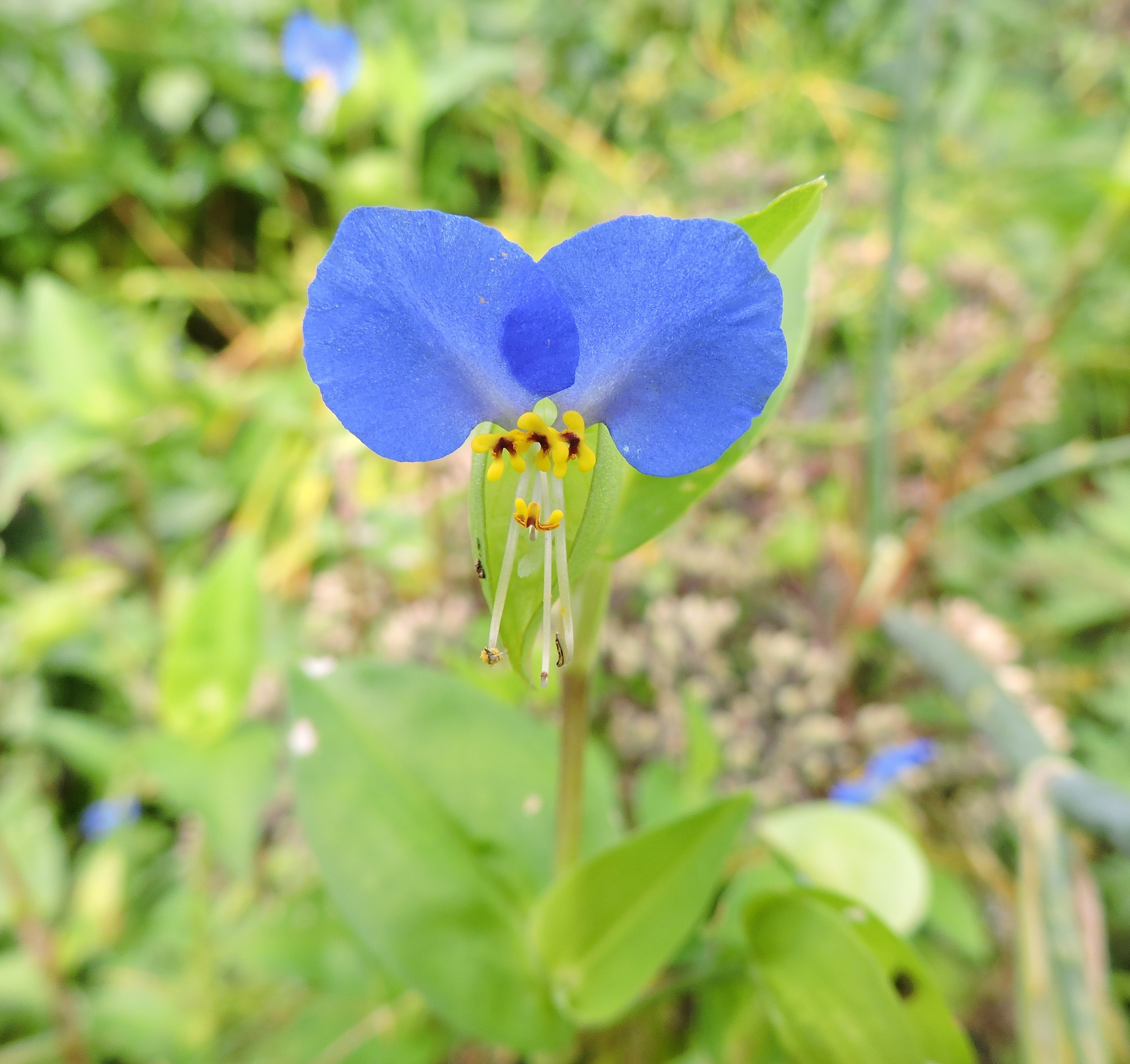 Dayflower Commelinaceae Blue free image download