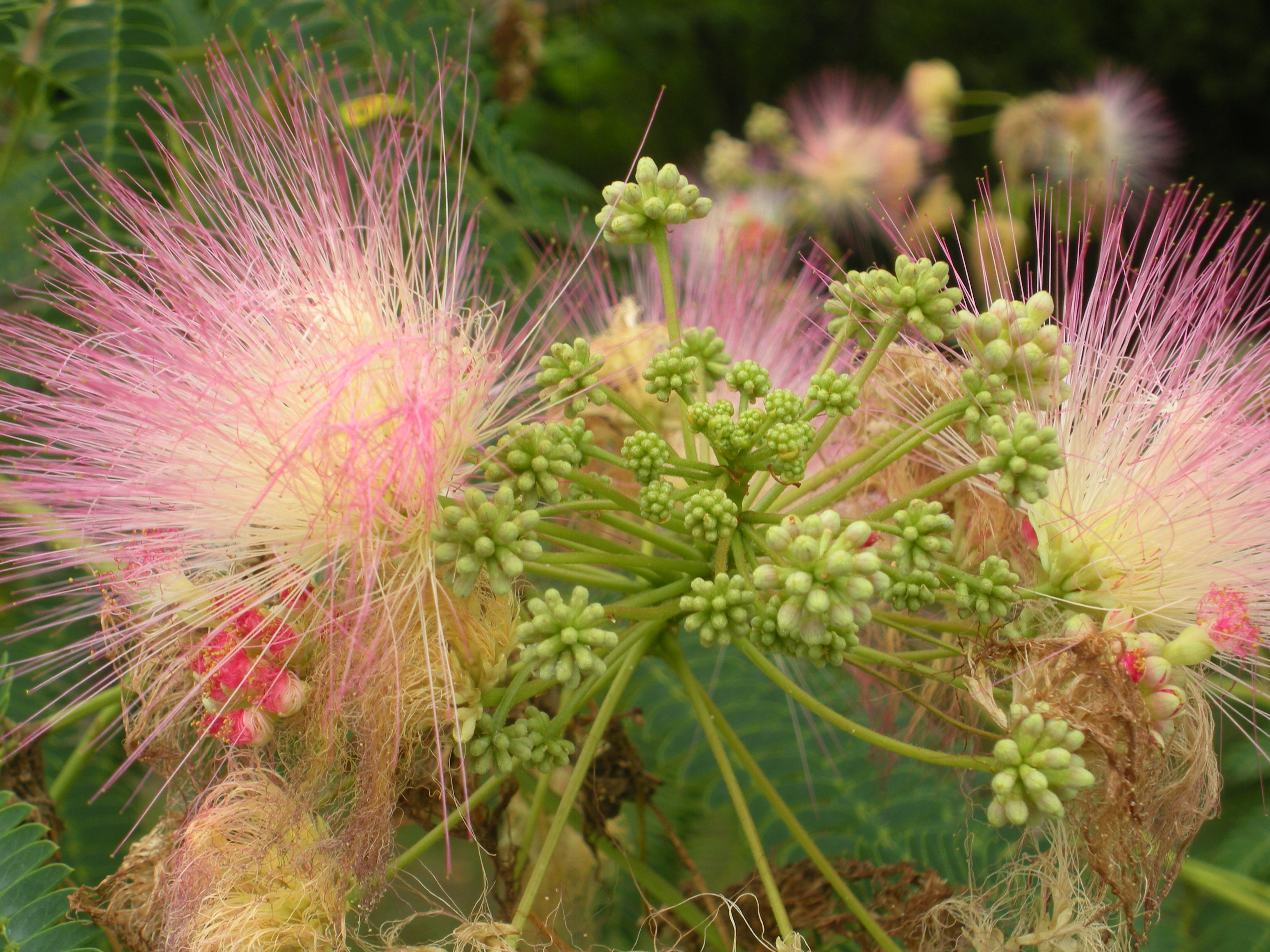 Flowers Silk Tree Flower Total free image download
