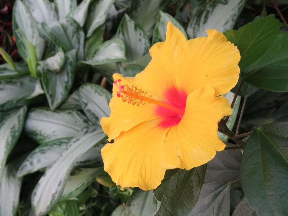 Tropical Hibiscus Flower Plant free image download