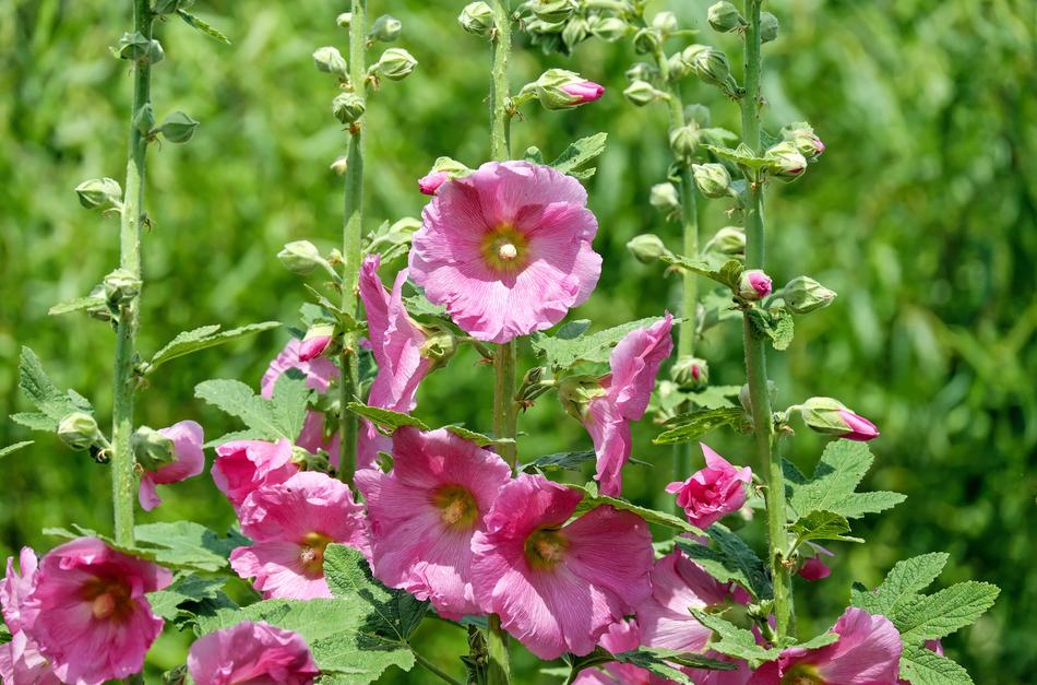 Stock Rose Mallow Flowers free image download