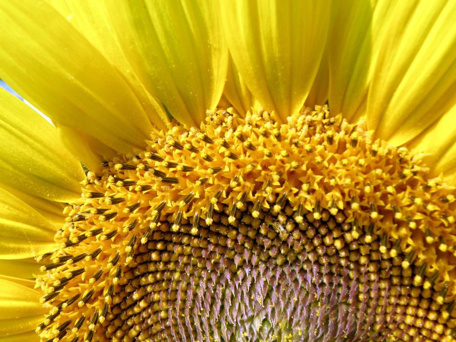 Sunflower seeds and yellow petals free image download