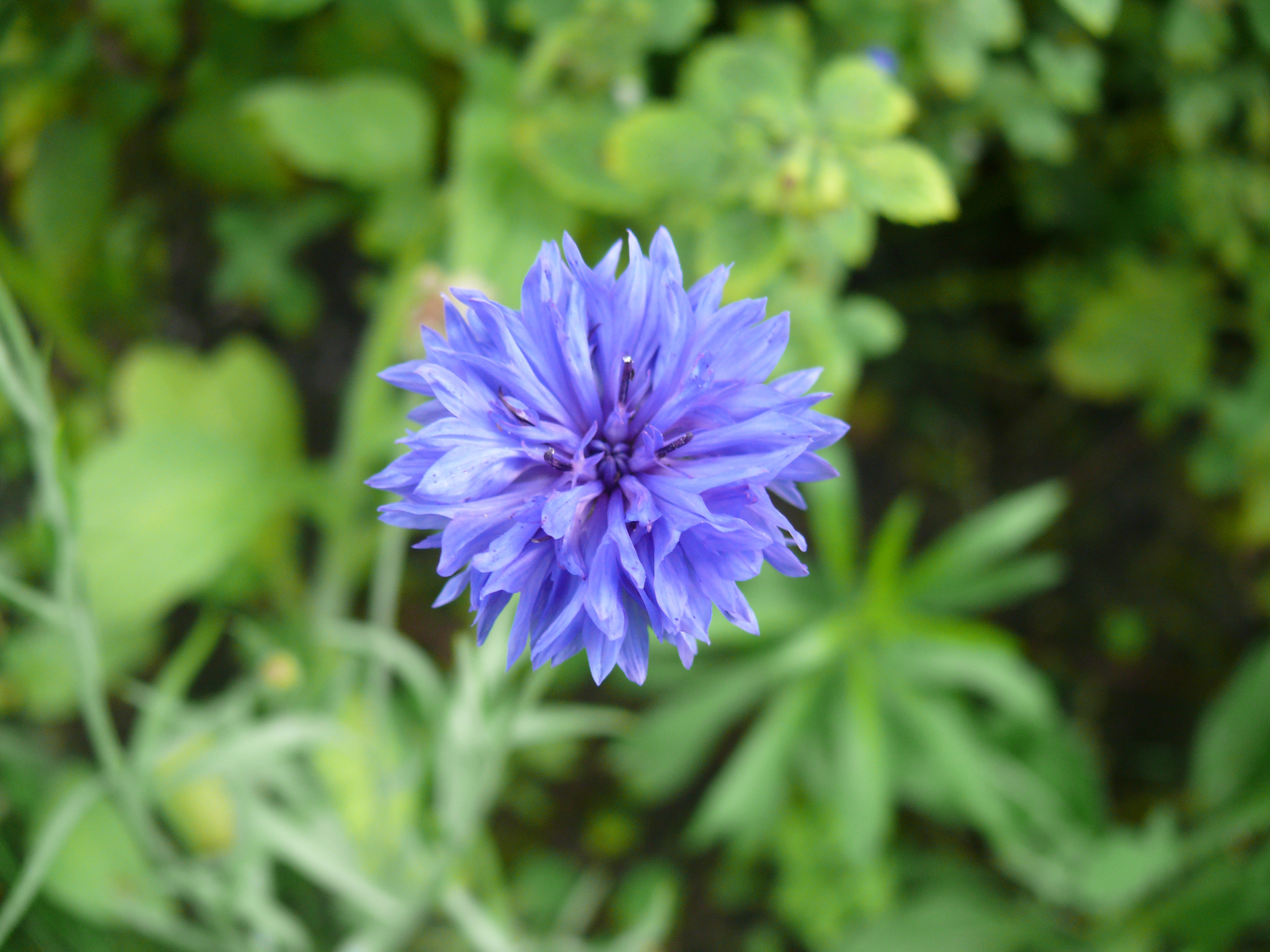 Cornflower Flower Blue free image download