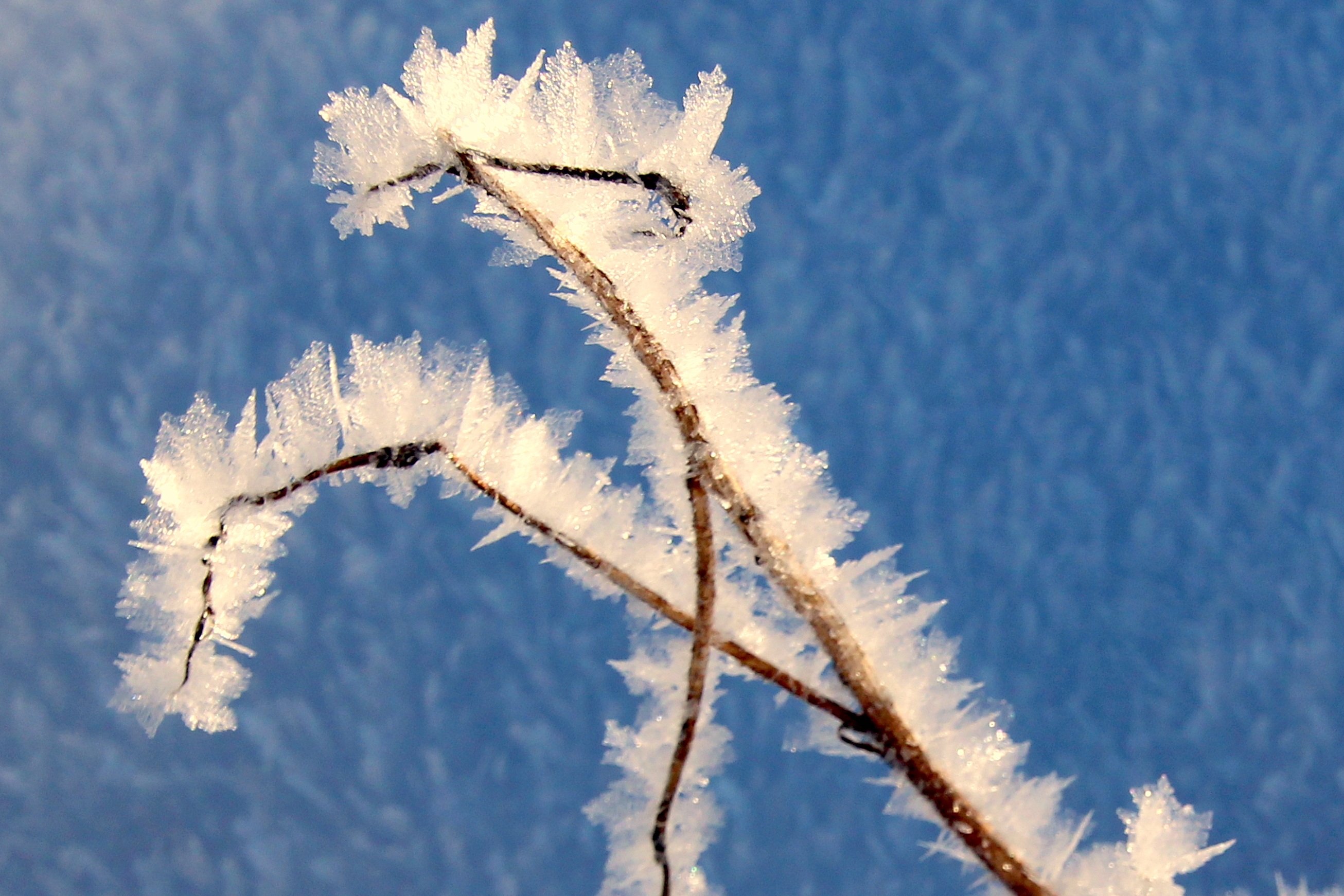 Blade Of Grass Frozen Frost free image download