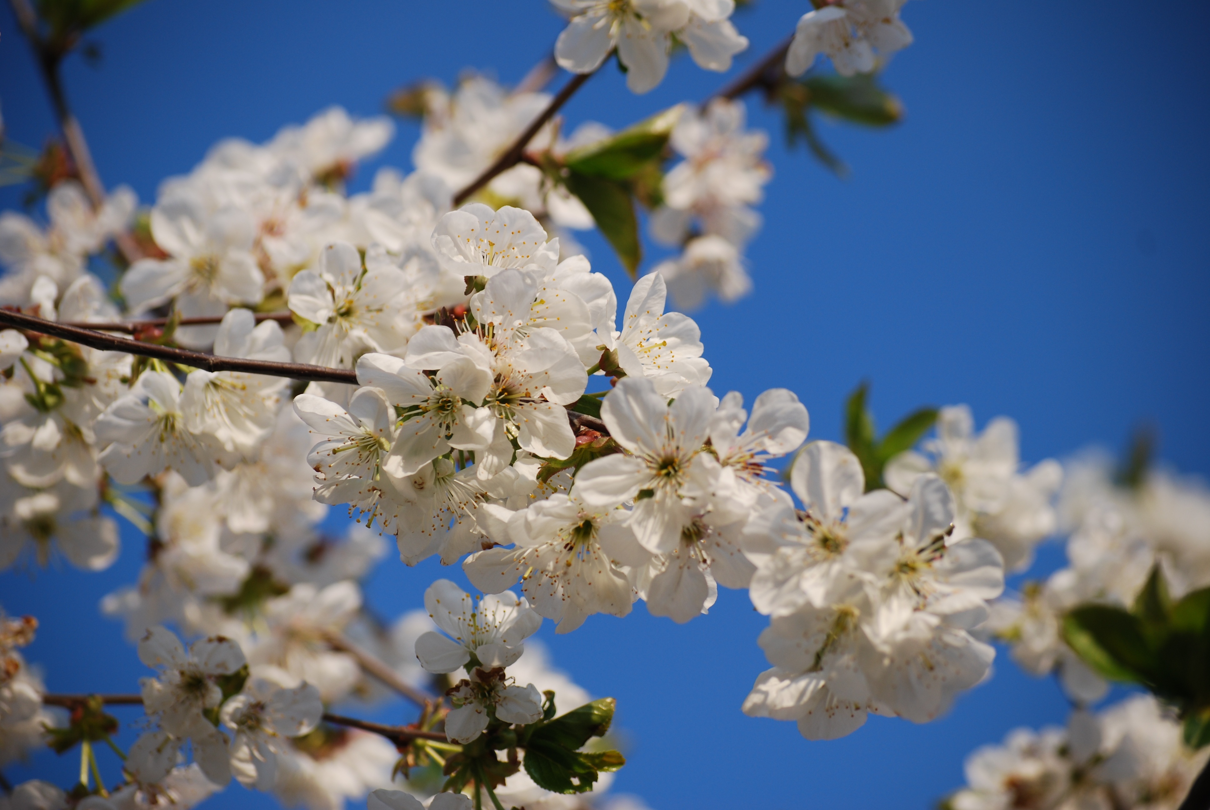 Cherry Blossoms Blooms Blooming free image download