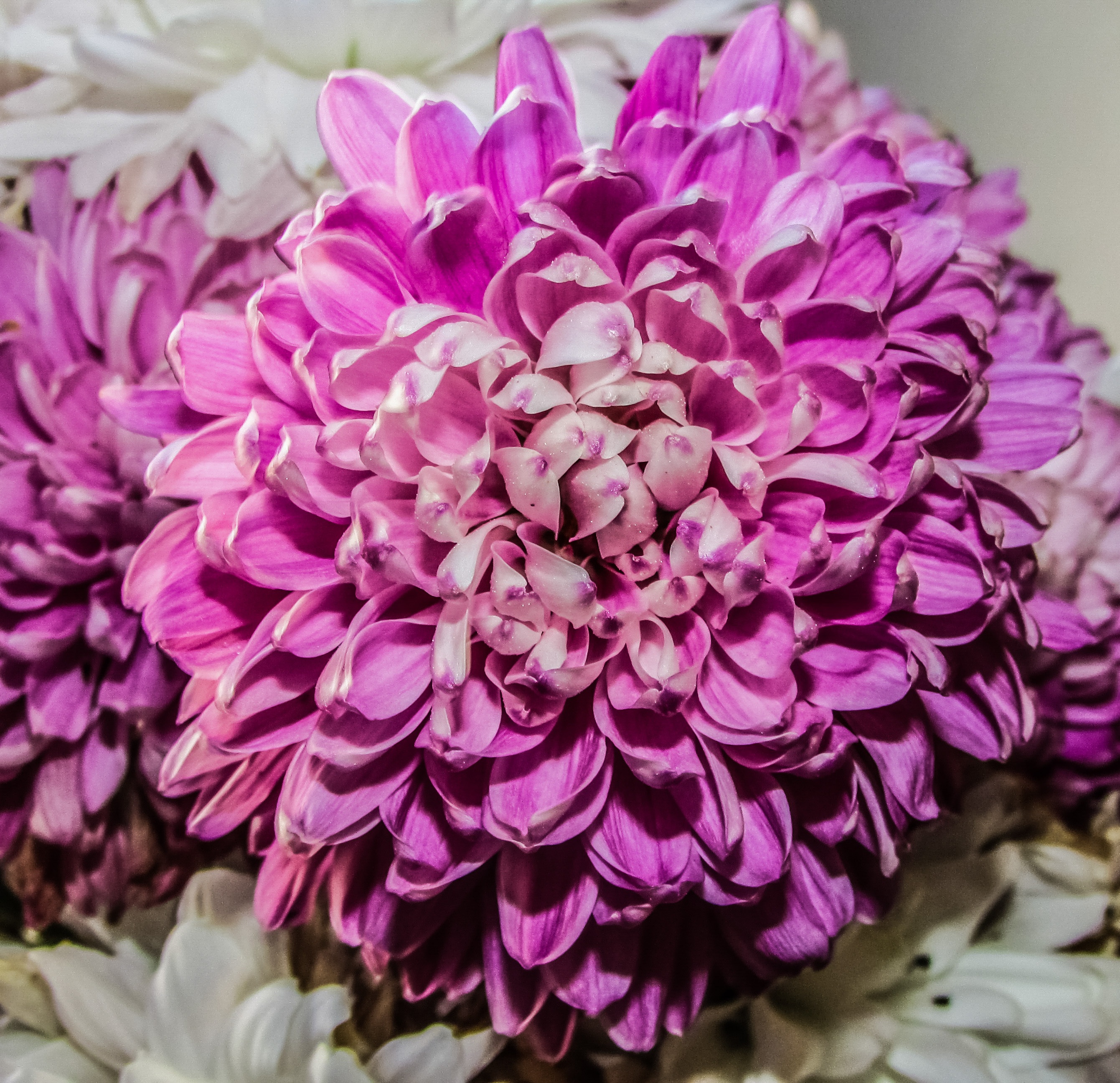 Chrysanthemum Flower Blossom free image download