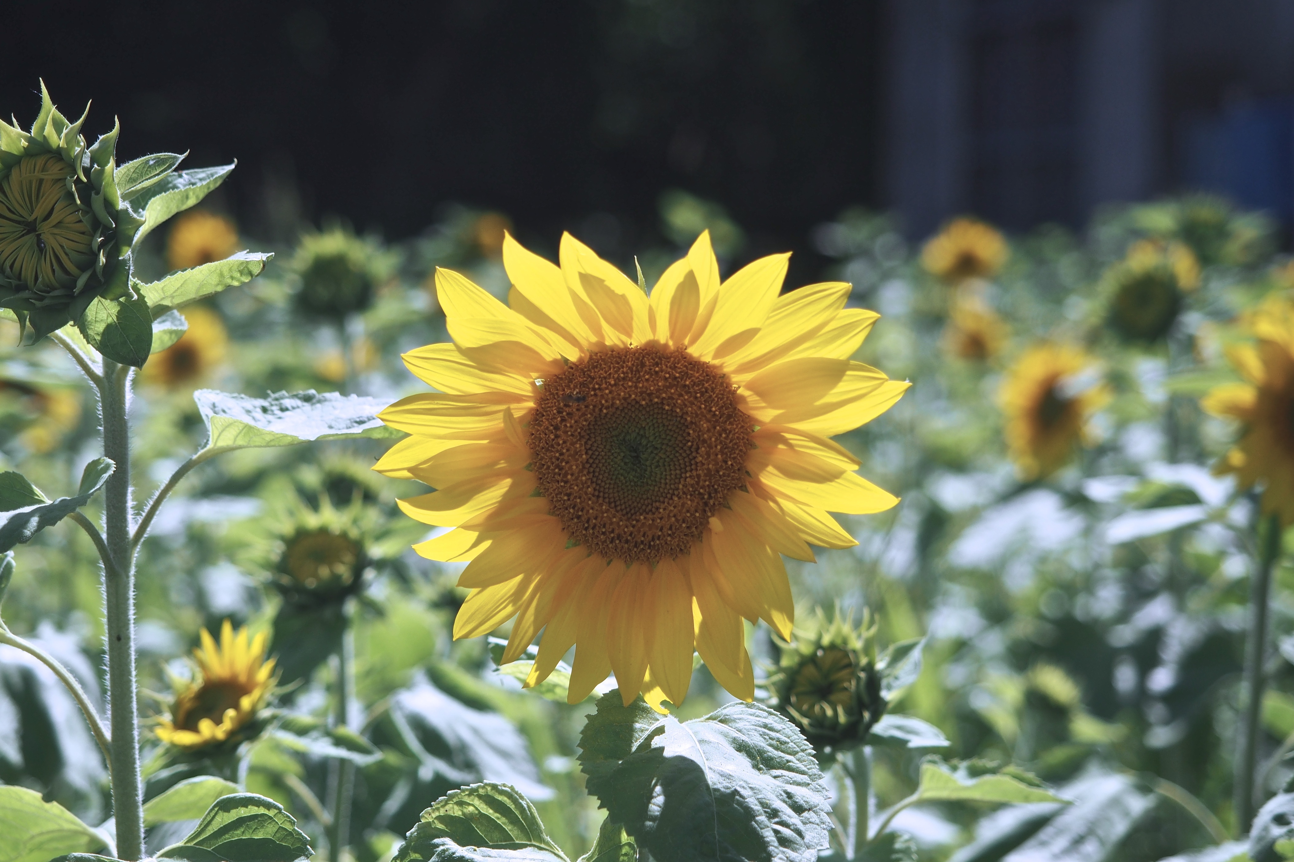 Sunflower Japan free image download
