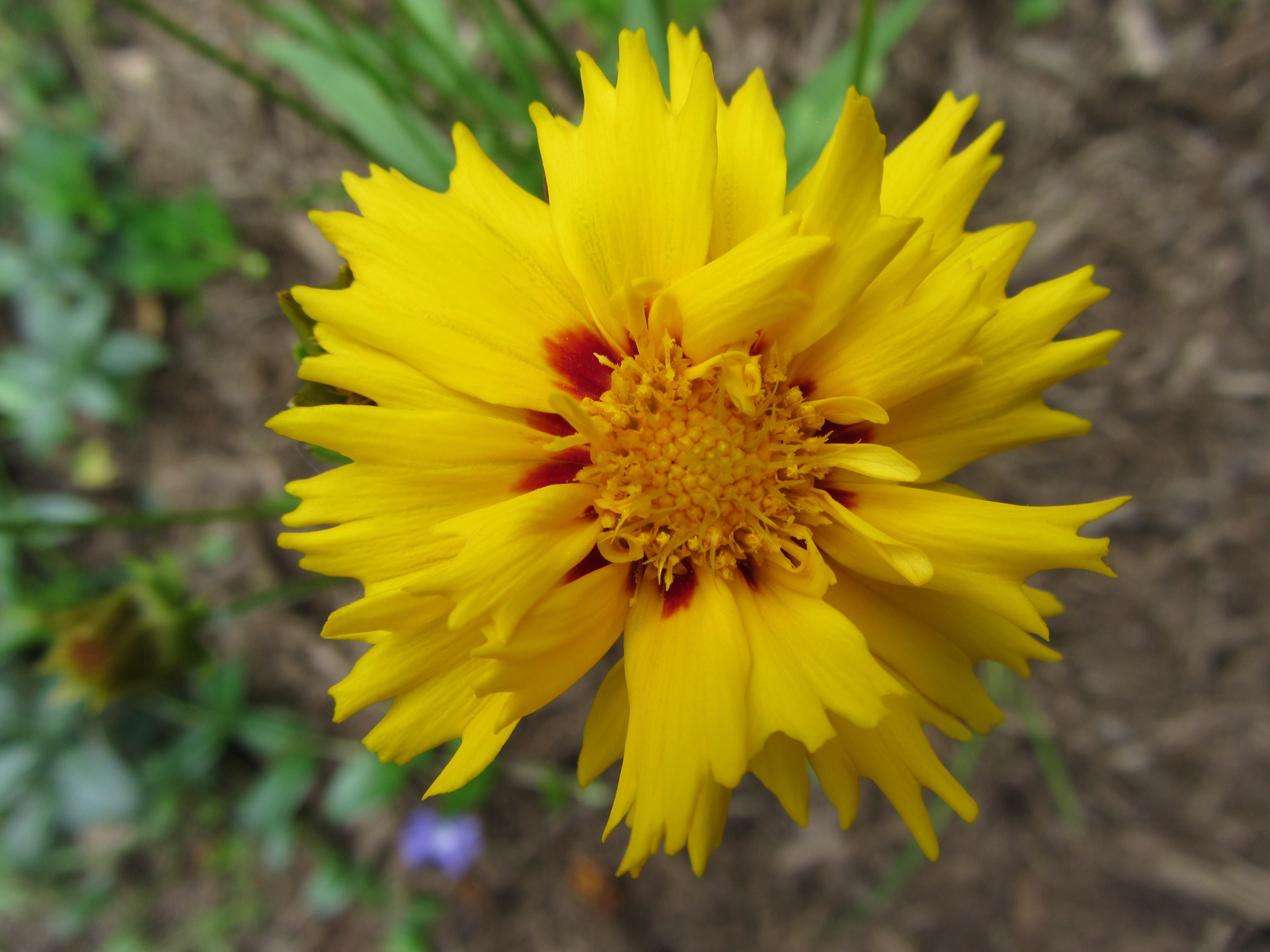 Western Nc Yellow Flower free image download
