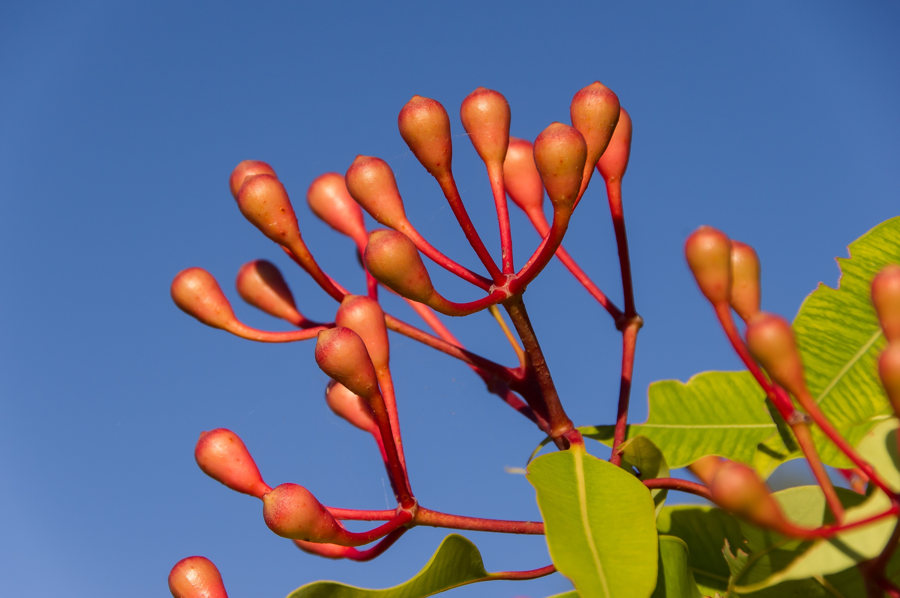 Eucalyptus Flower Buds free image download