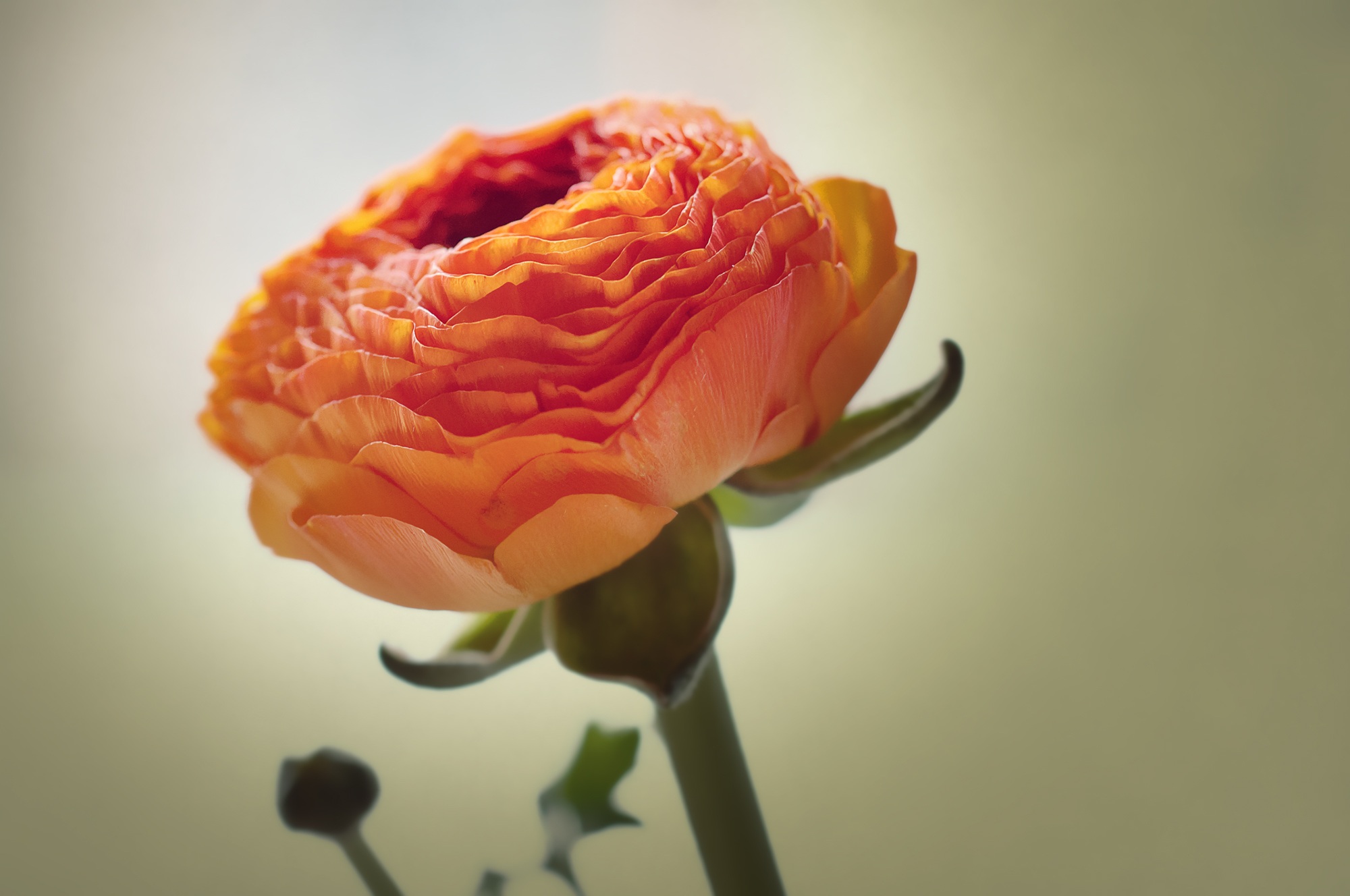 Ranunculus Flower Blossom free image download