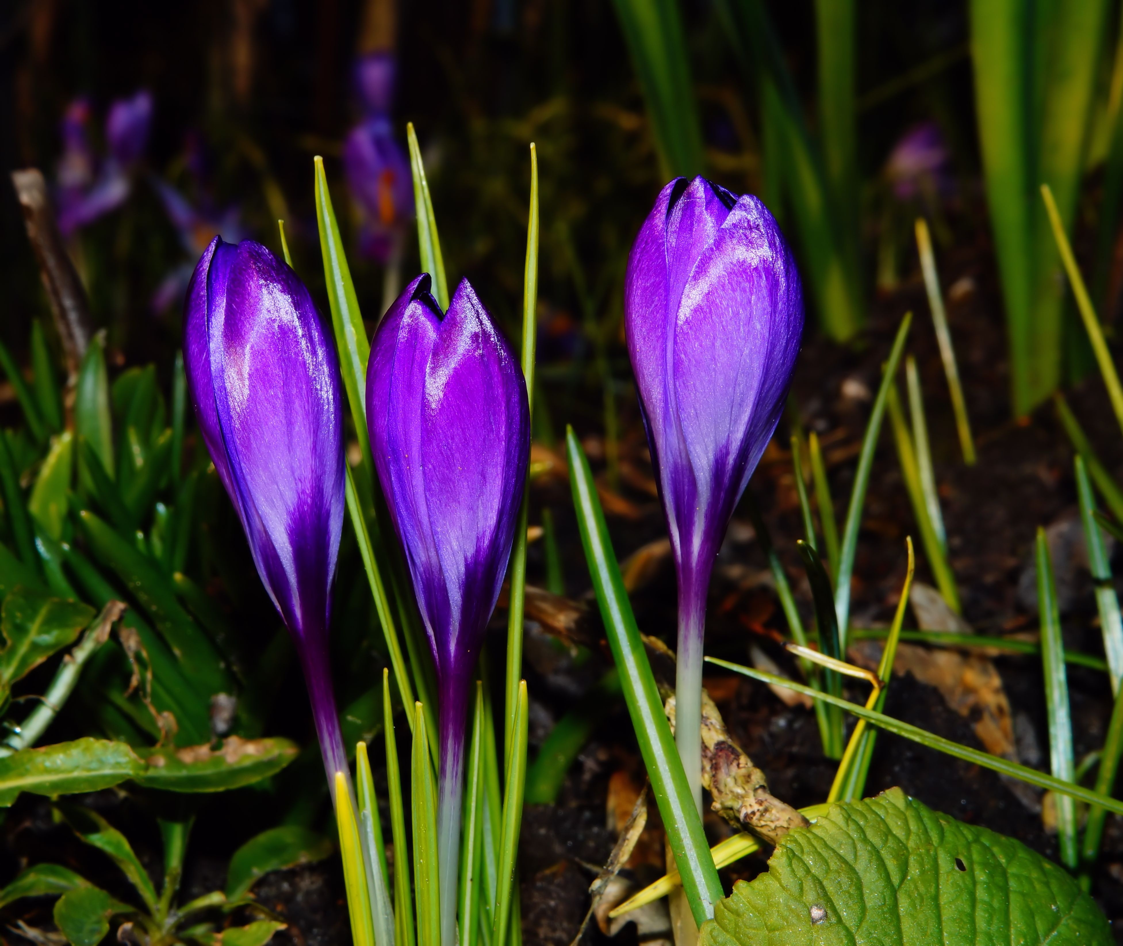Crocus Bloom Spring free image download