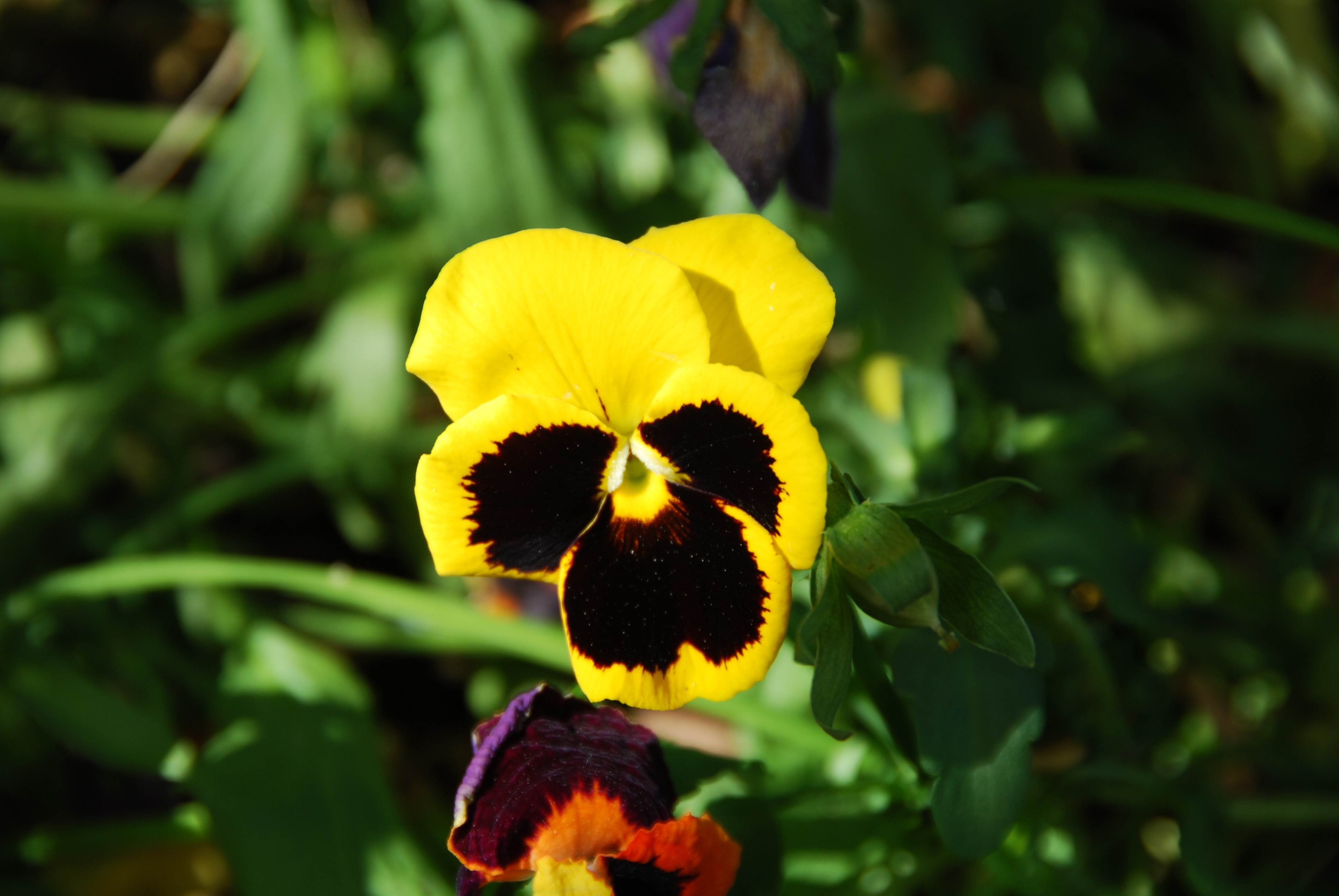 Pansy Yellow Leaves Close up free image download