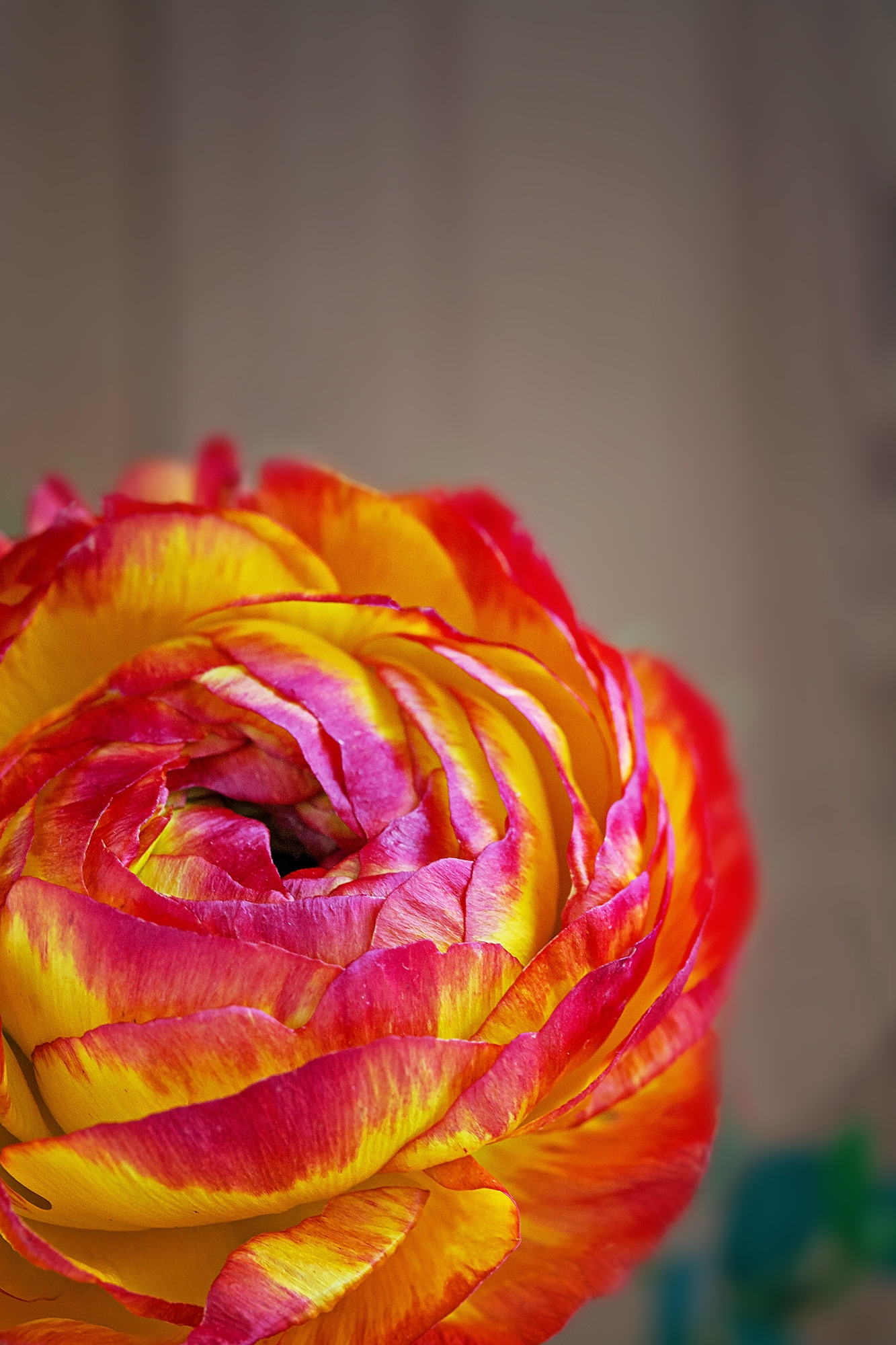 Ranunculus Flower Blossom free image download