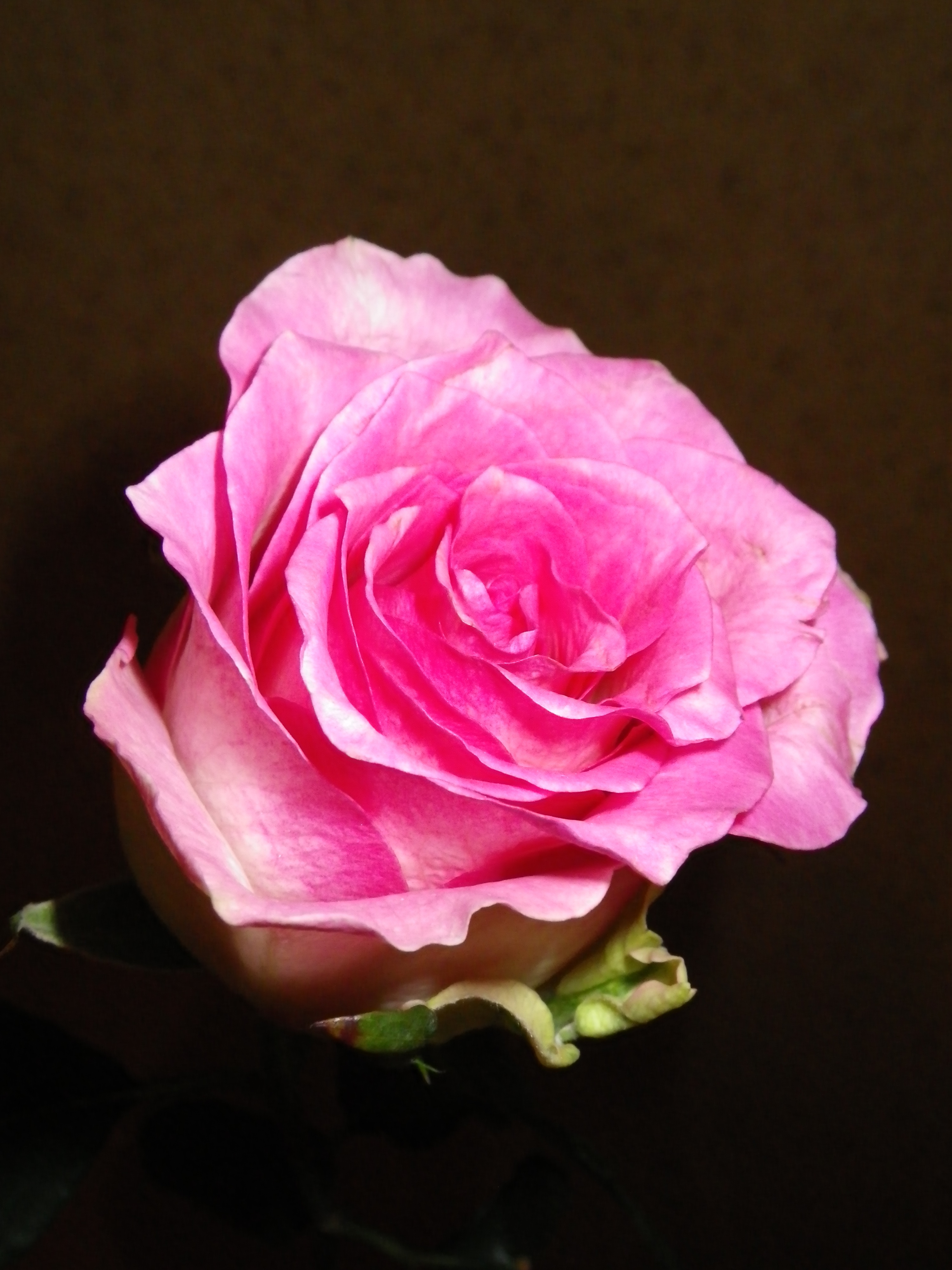 Rose Pink free image download