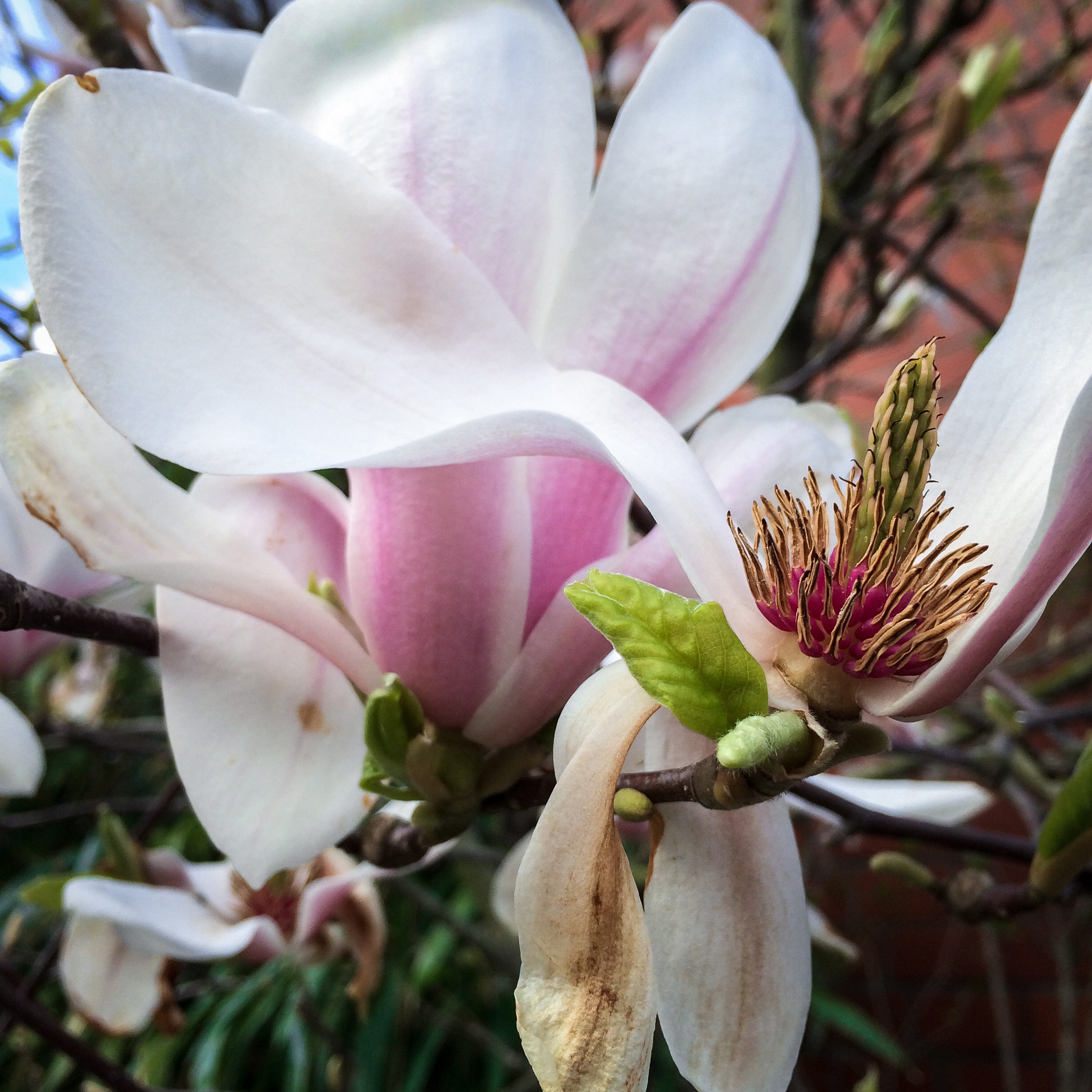 Magnolia Blossom Bloom free image download