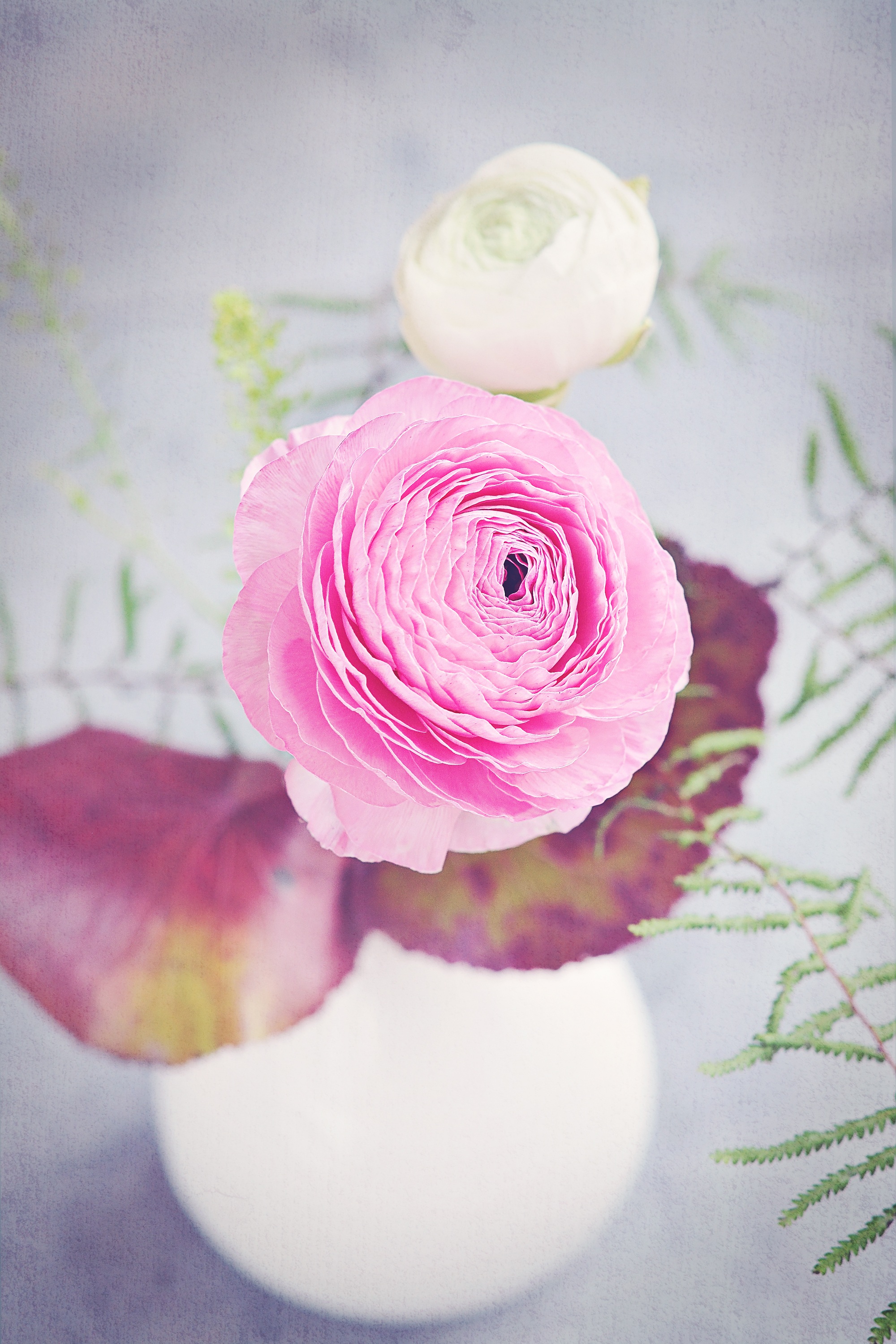Ranunculus Flower Blossom free image download
