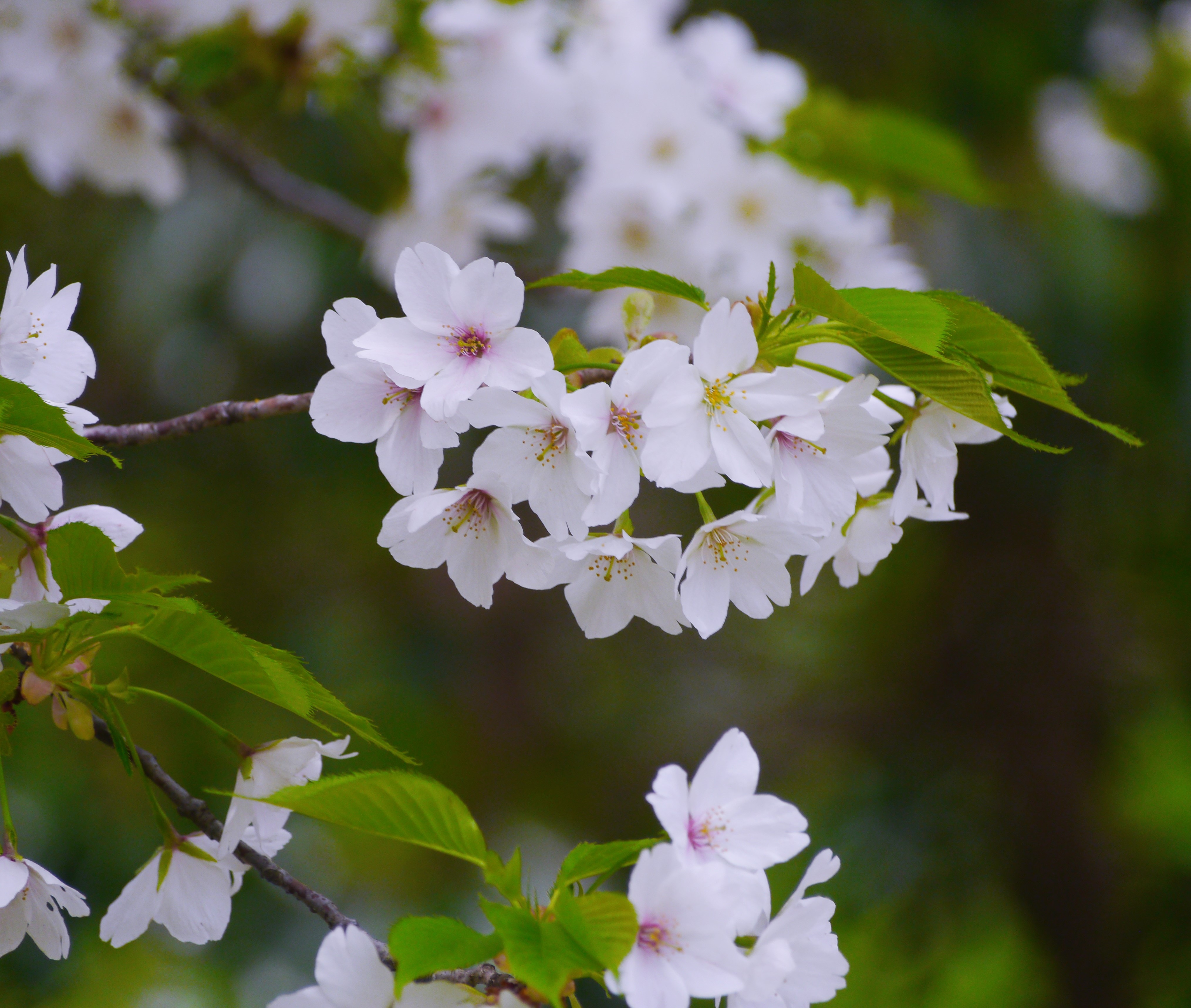 Wild Cherry Blossoms White free image download