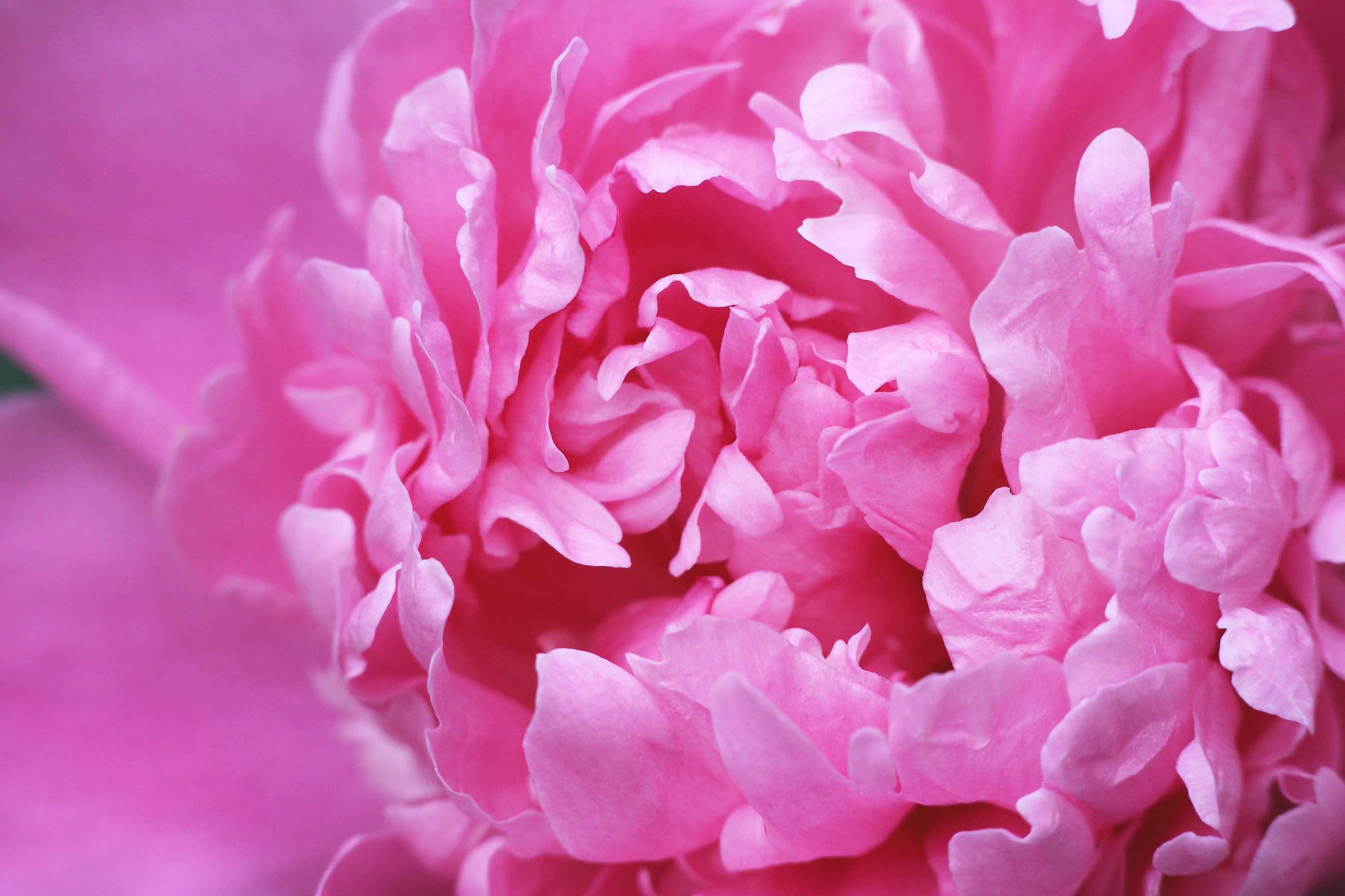 Peony Flower Petals free image download