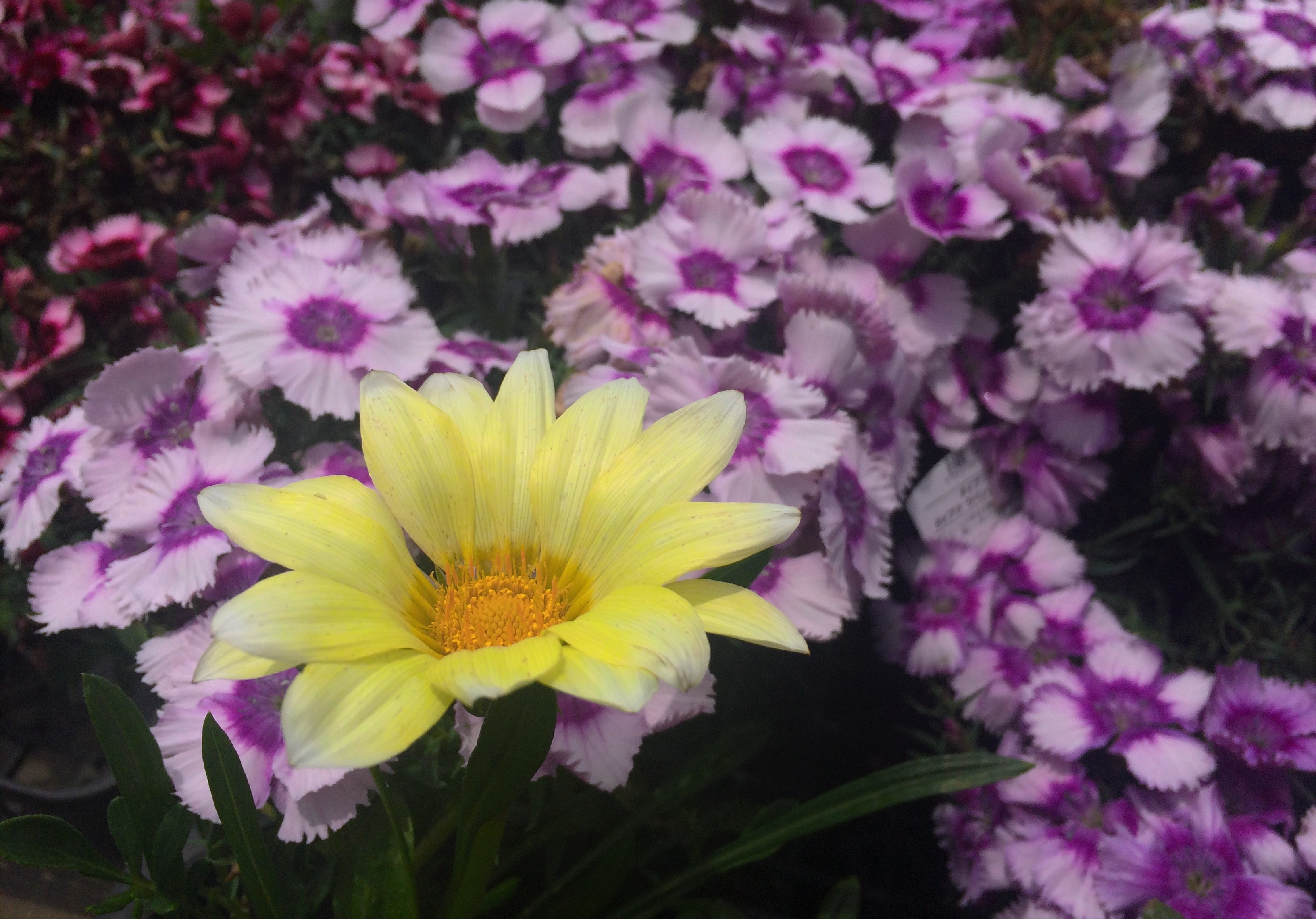 Flowers White Yellow free image download