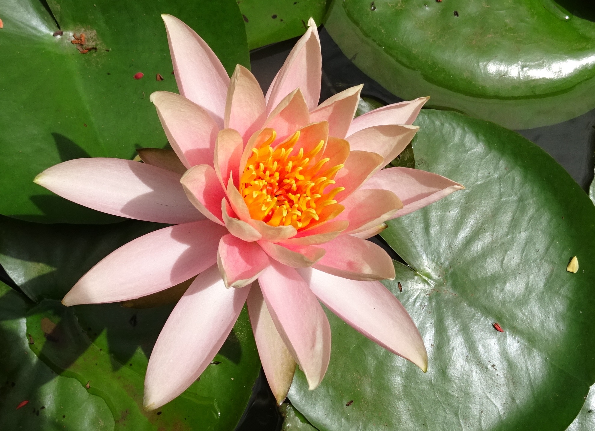 Flower Water Lily Nymphaea free image download