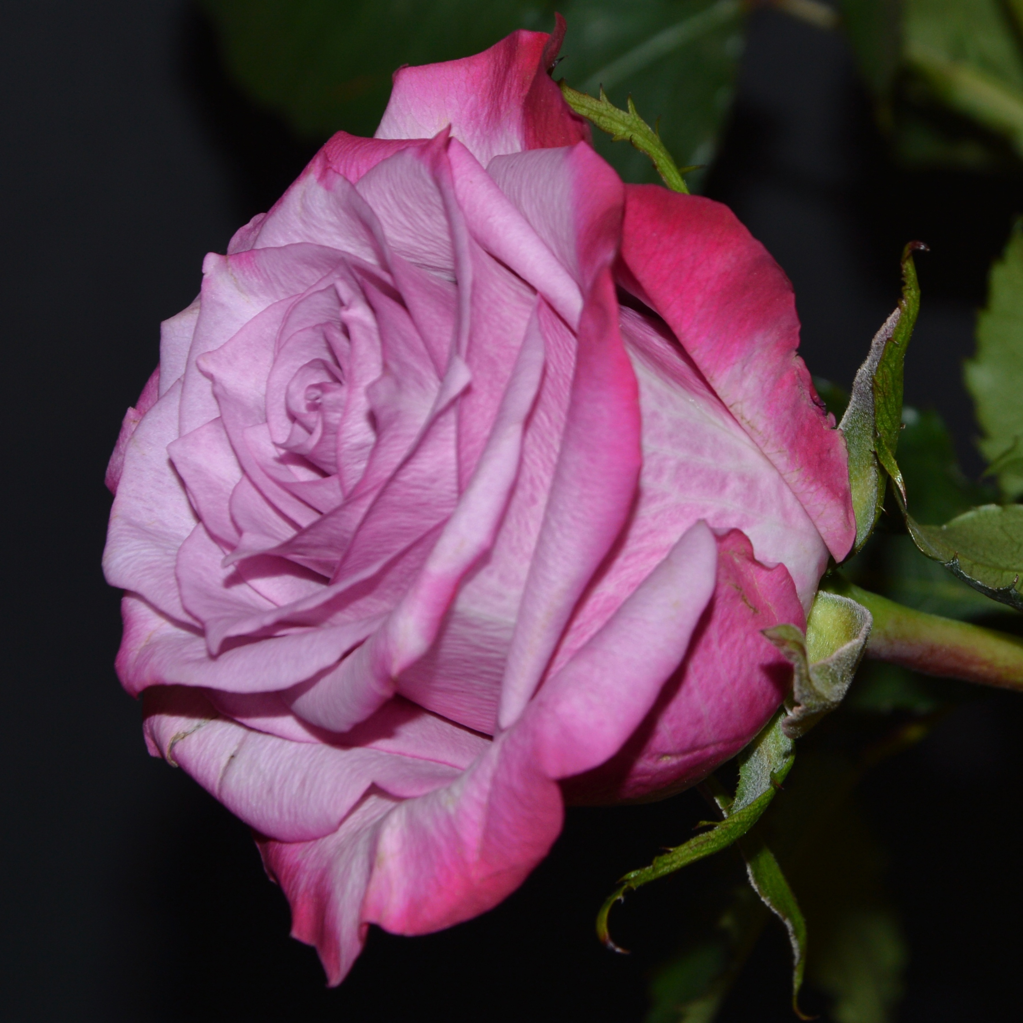 Pink purple rose, closeup free image download