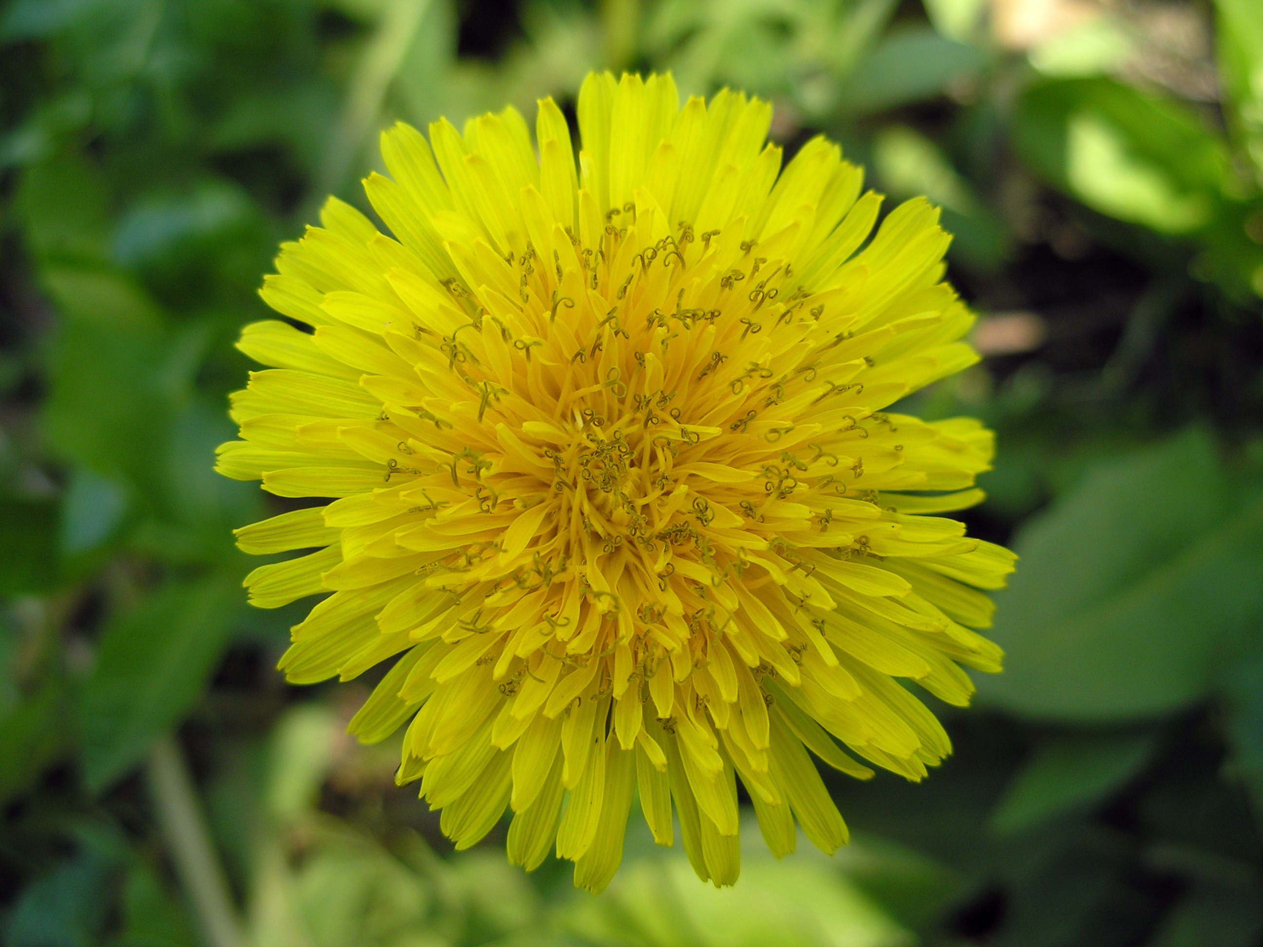Dandelion Yellow free image download